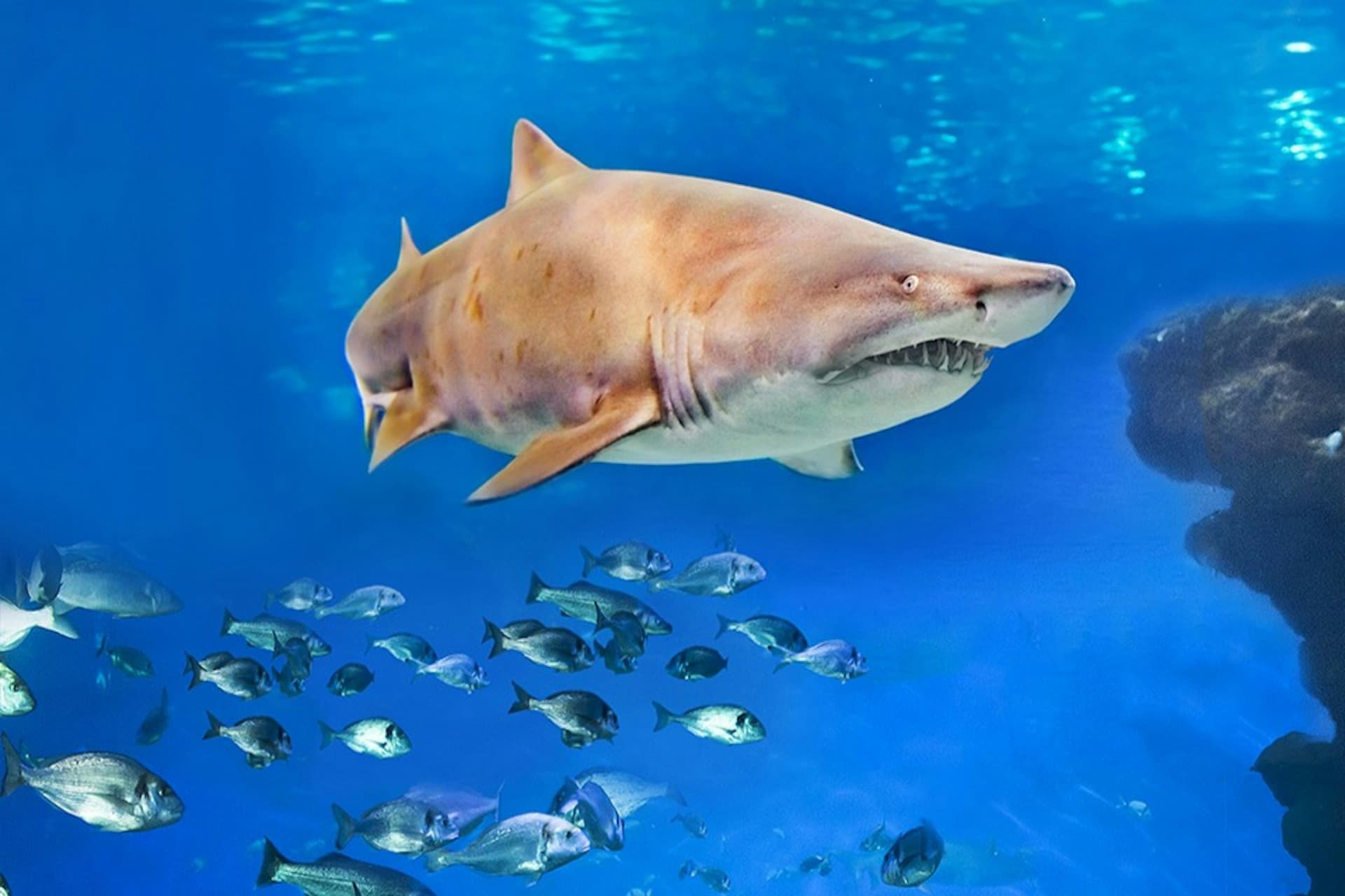 Palma Aquarium: Skip The Line Ticket + Optional 3D Cinema Aquadome - تصویر 5