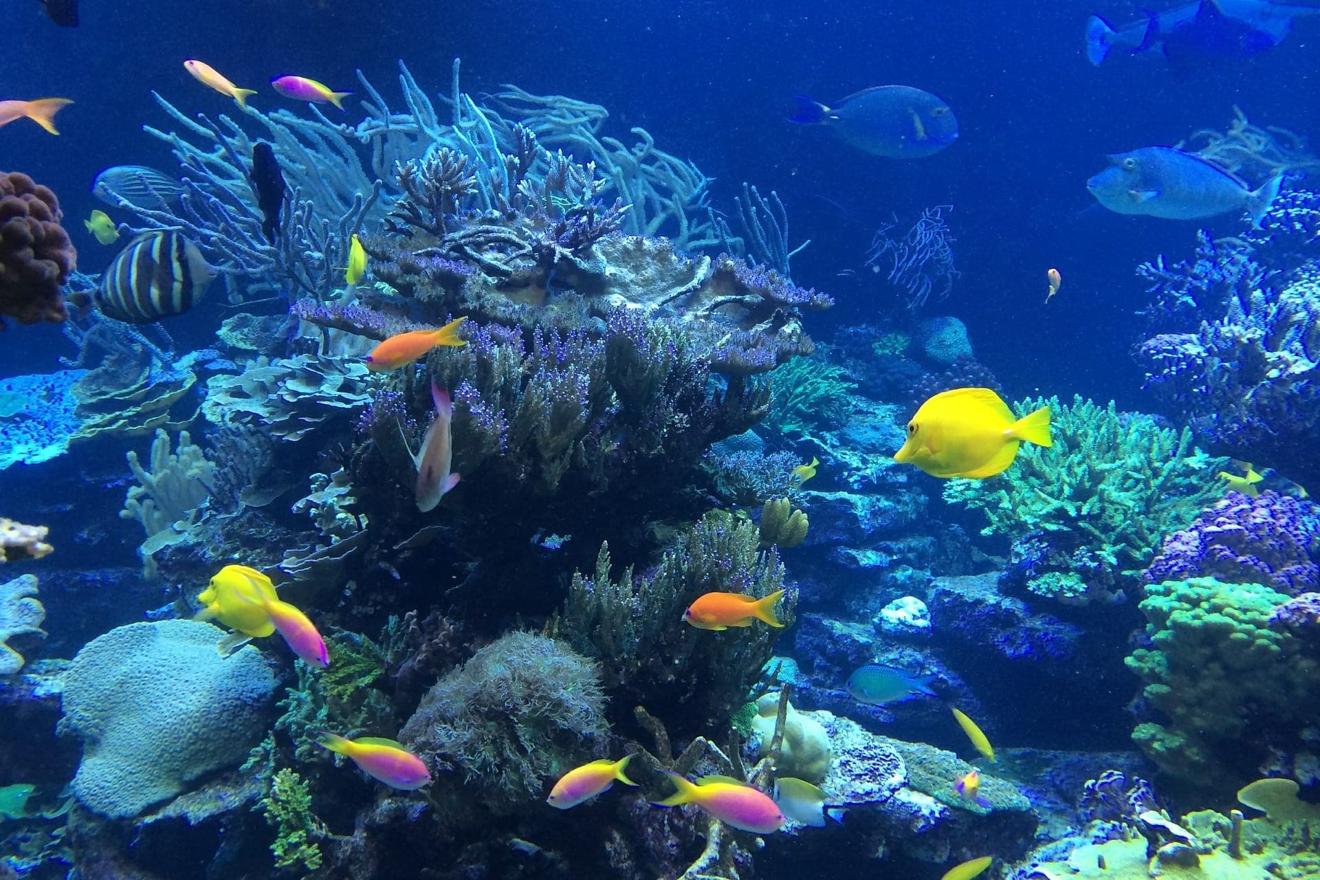 Key West: 3hr Snorkeling Experience with Unlimited Drinks - تصویر 3