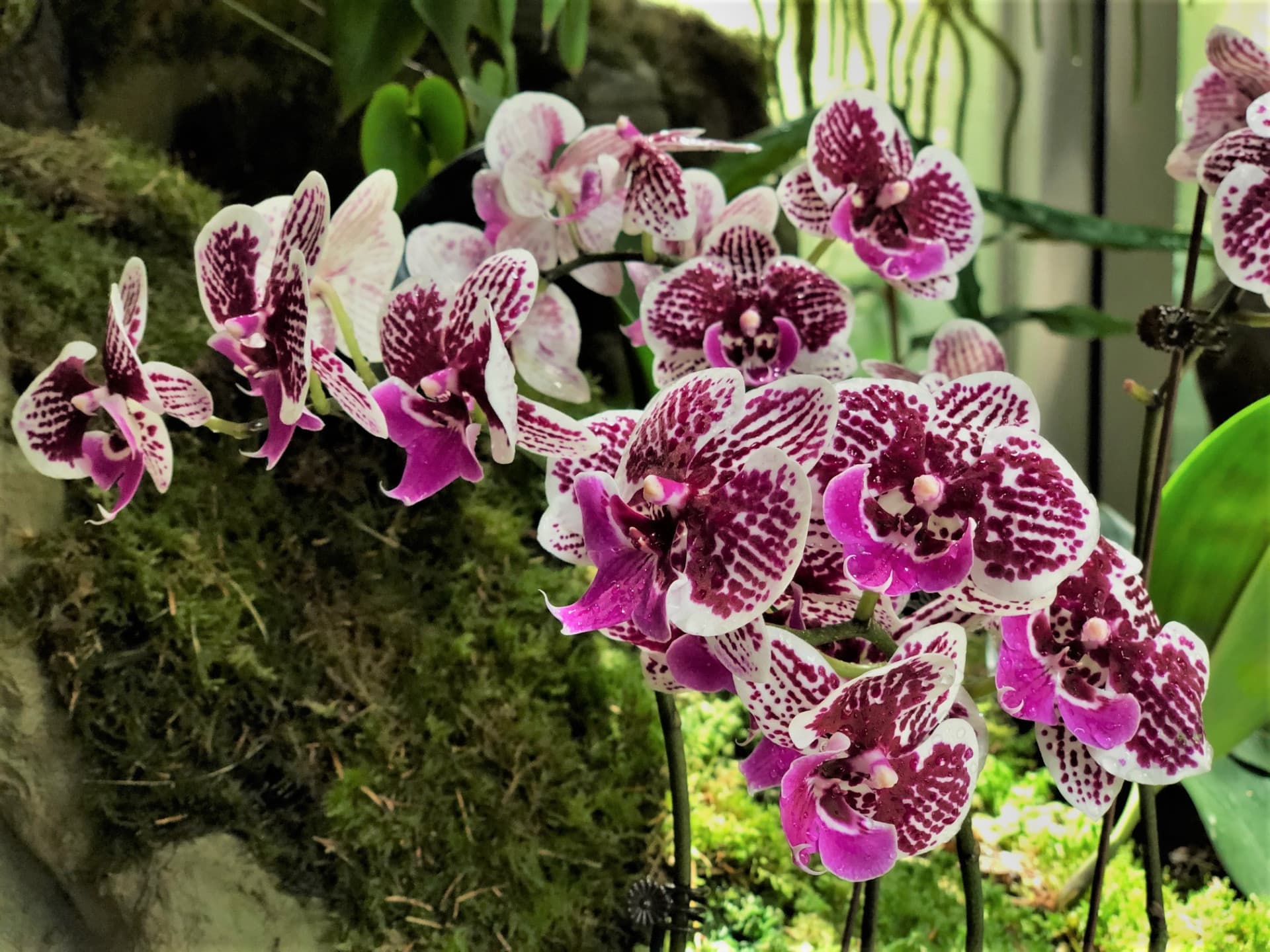 COMBO: Gardens by the Bay + National Orchid Garden Ticket - تصویر 7