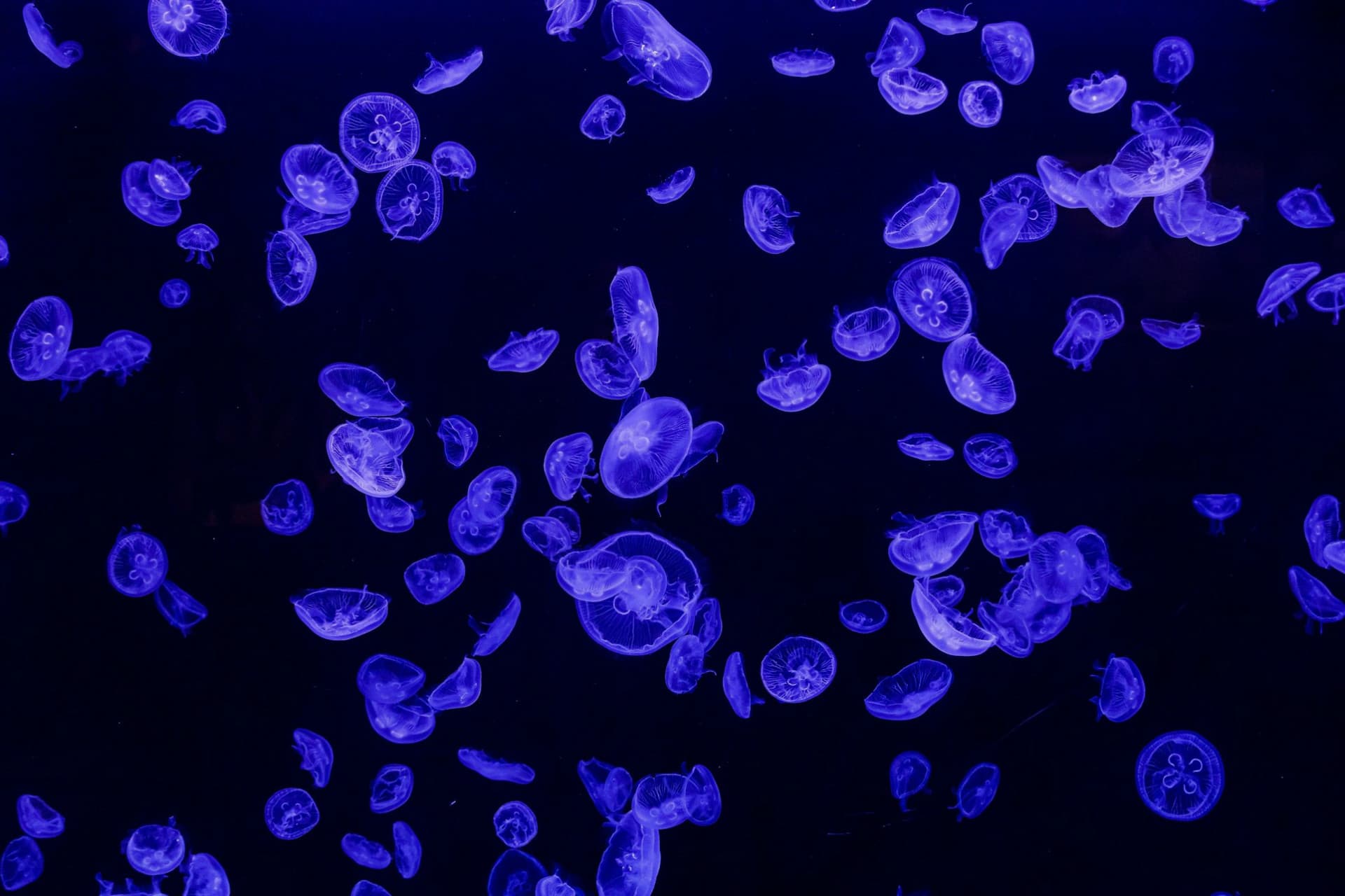 Atlantis Aquarium Madrid Ticket - تصویر 4