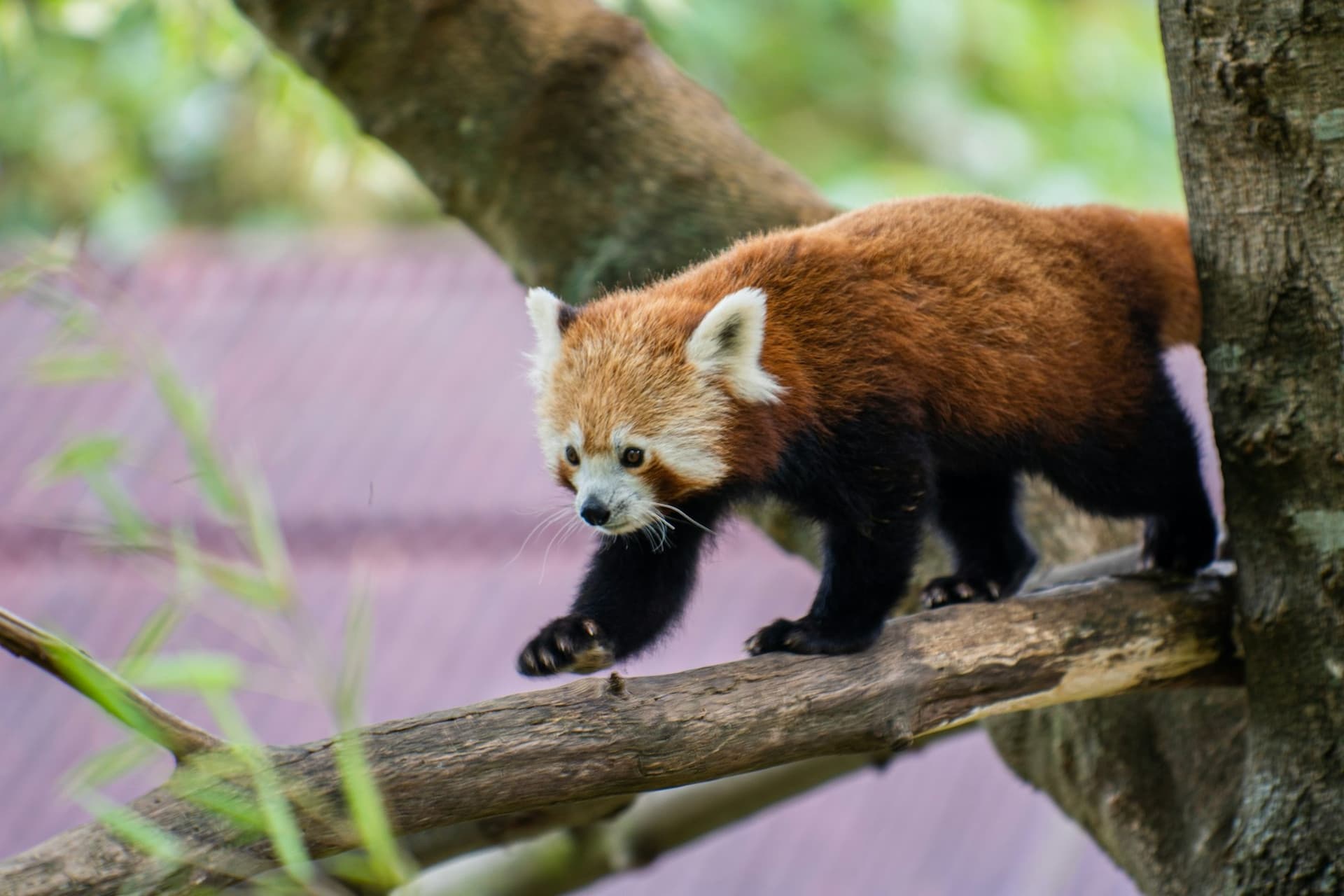 Zoo Santo Inácio Ticket - تصویر 14