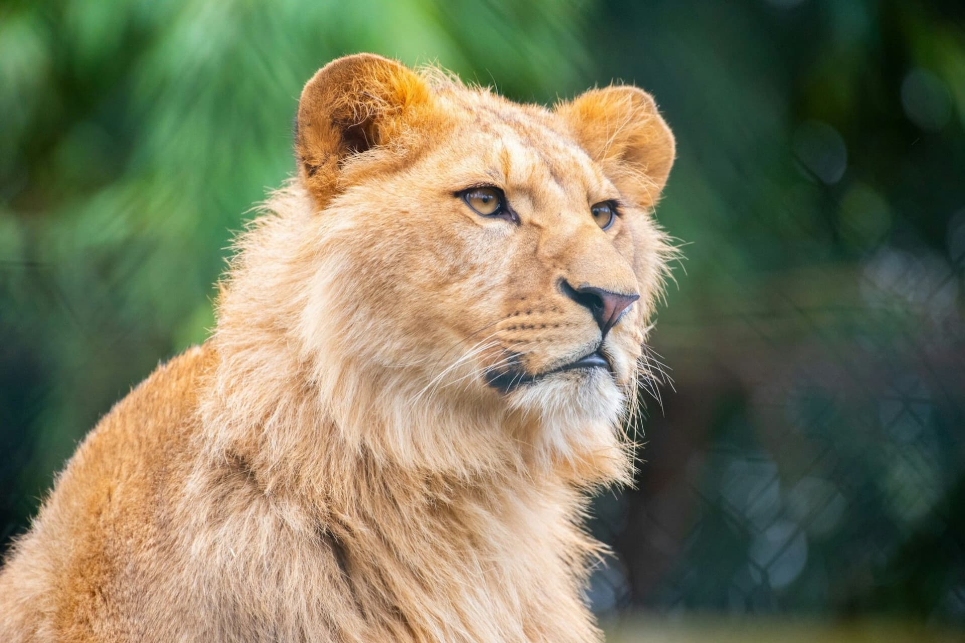 Amnéville Zoo Fast Track Ticket - تصویر 2