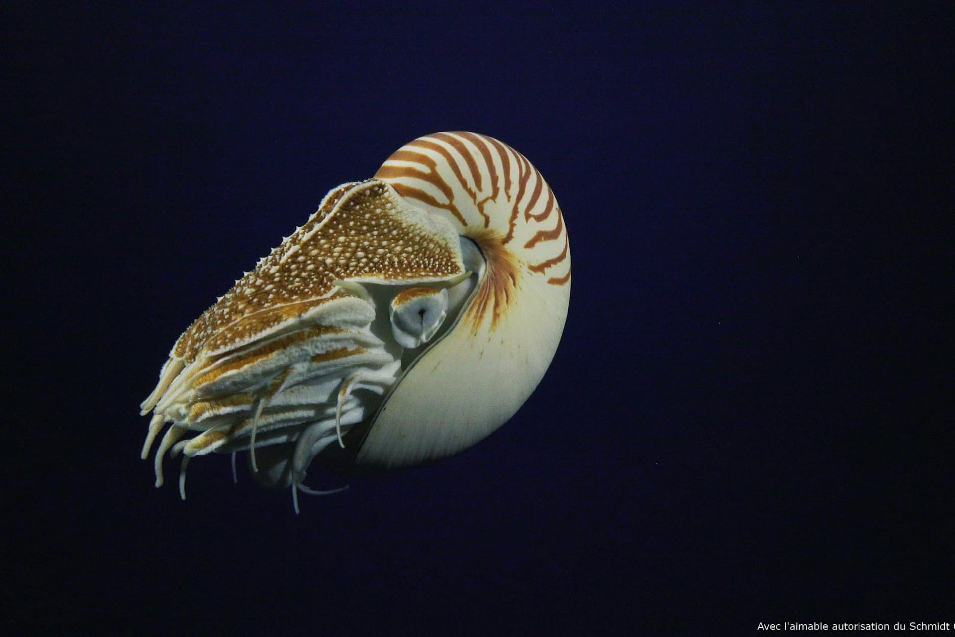 Nausicaa: Skip The Line Ticket - تصویر 22
