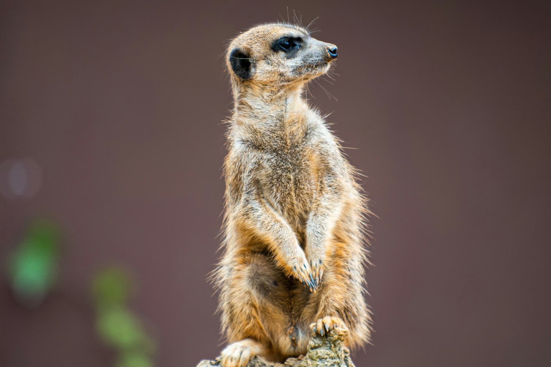 Zoo Santo Inácio Ticket - تصویر 10