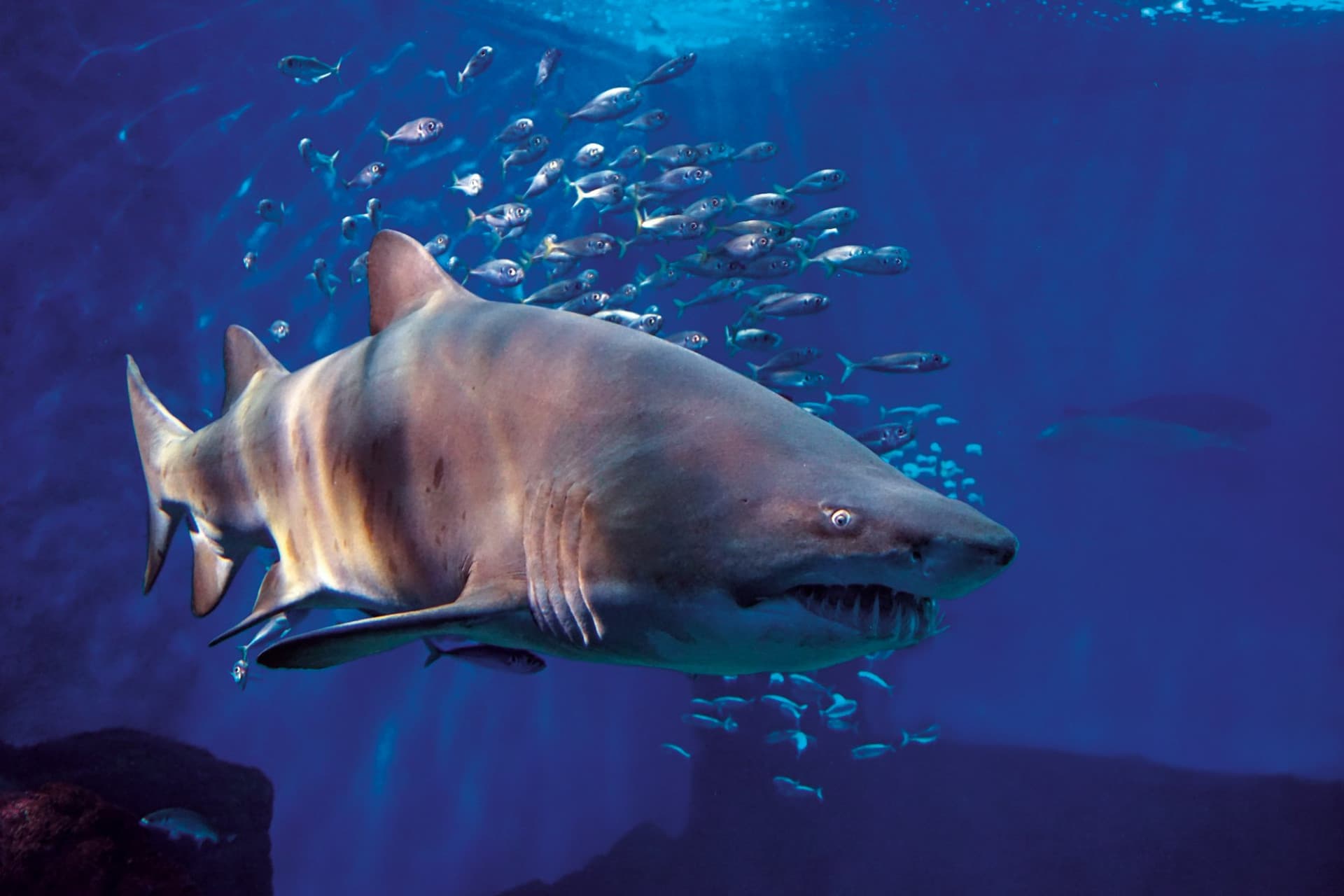 Seville Aquarium Ticket - تصویر 7