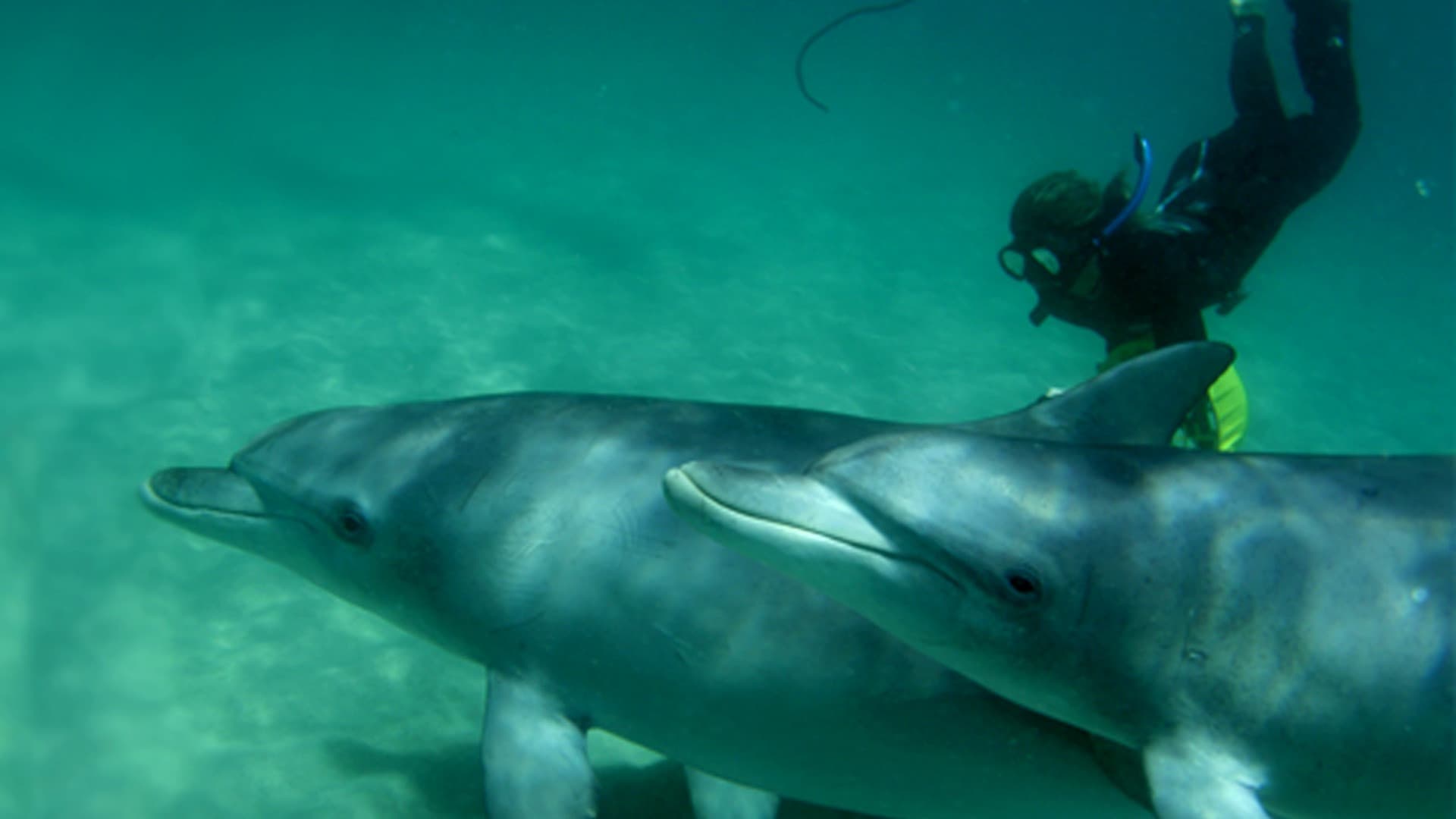 Swim with Wild Dolphins Experience at Rockingham - تصویر اصلی