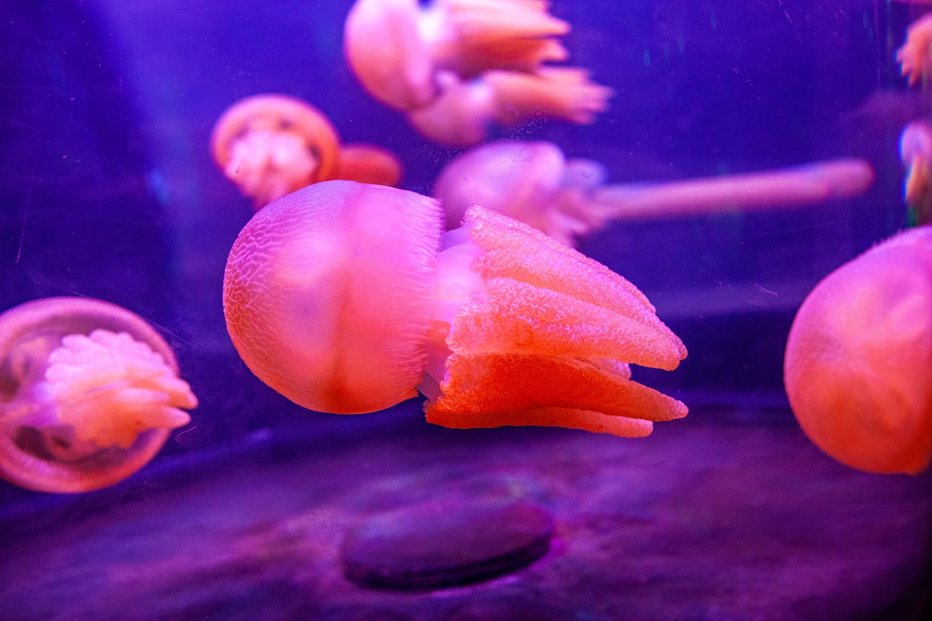 SEA LIFE Sydney Aquarium Direct Entry Ticket - تصویر 12