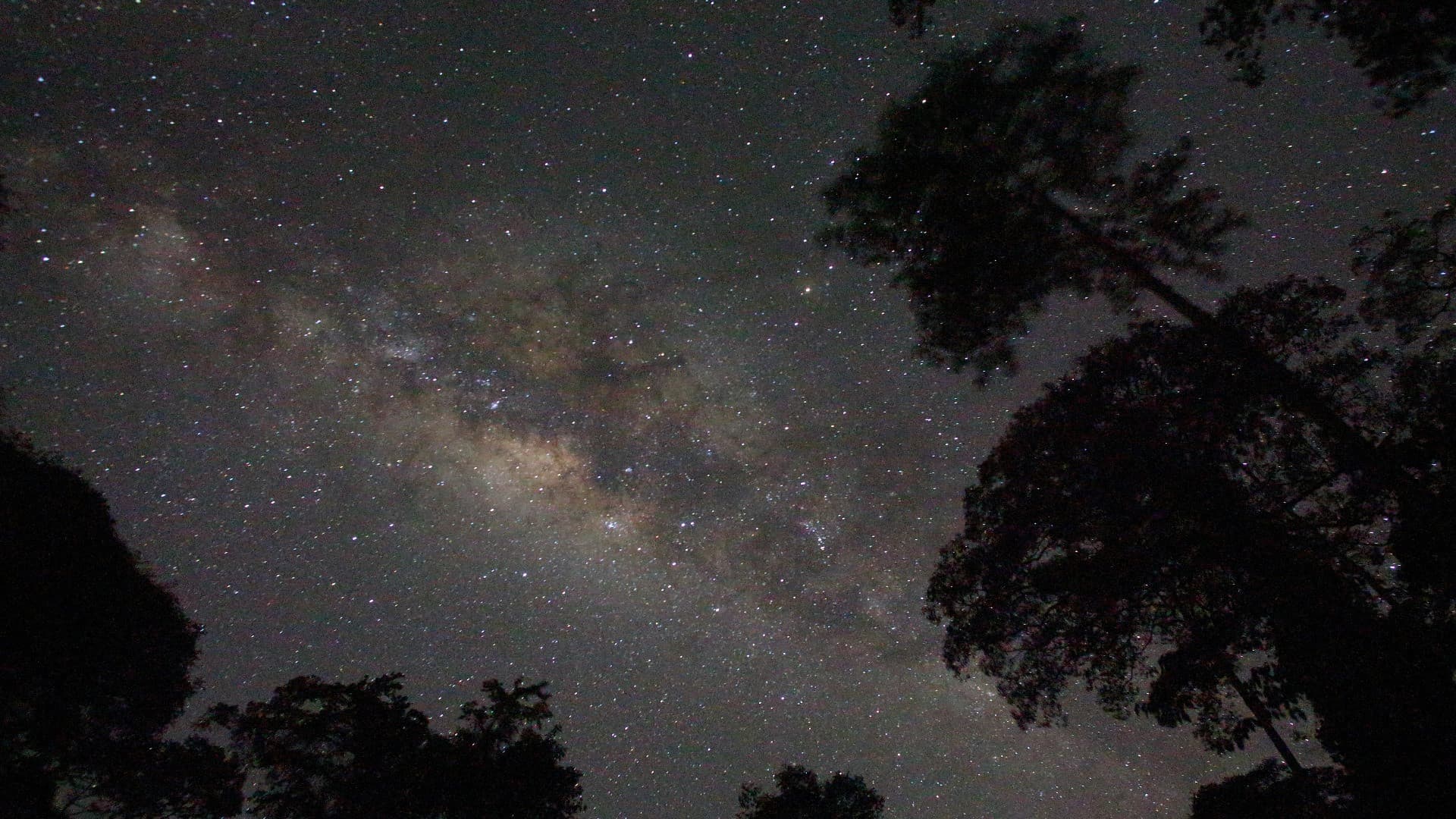 Guided Evening Rainforest Walk and Glow Worms Experience from Gold Coast - تصویر 3