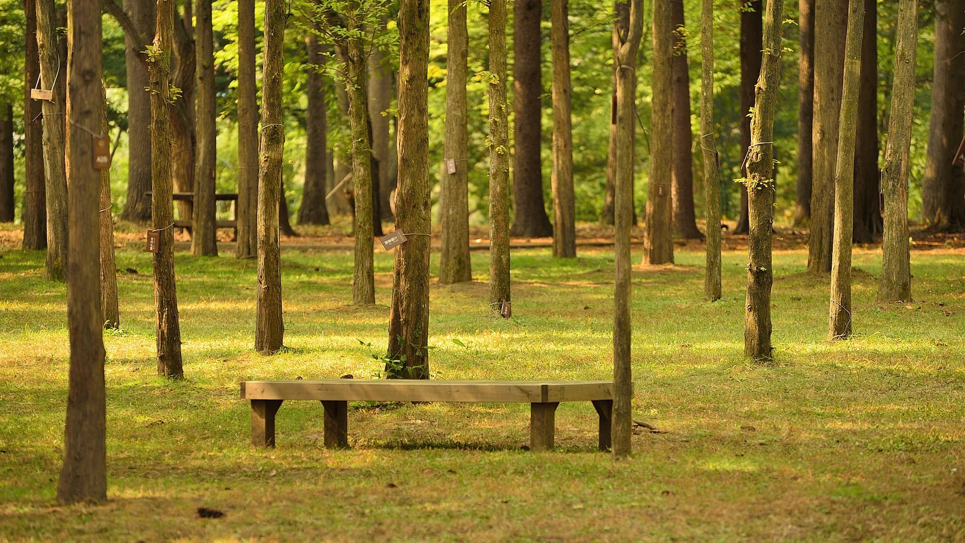 Nami Island, Petite France, Italian Village, and Gangchon Rail Bike Tour from Seoul - تصویر 7