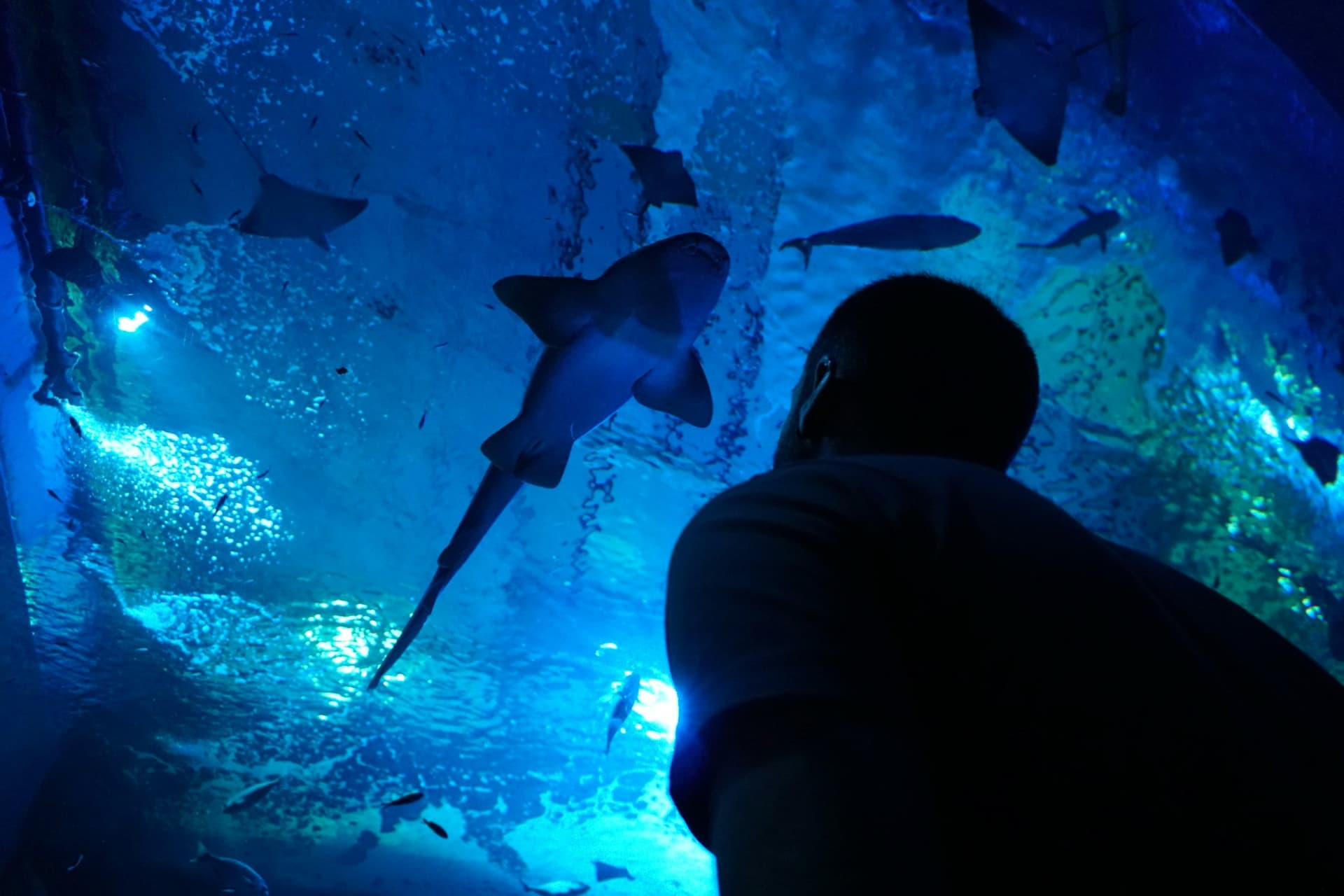Seville Aquarium Ticket - تصویر اصلی
