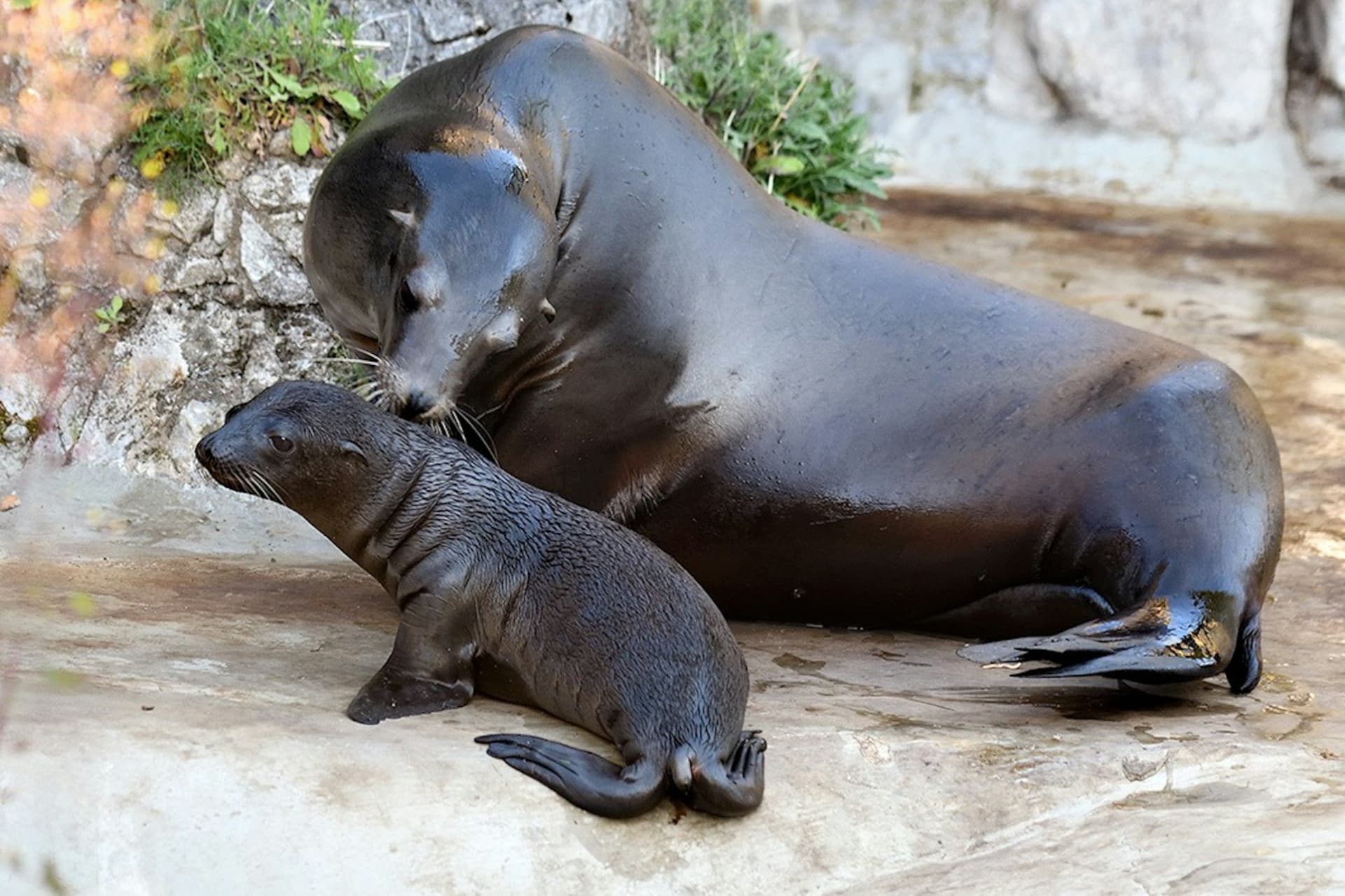 Cologne Zoo & Aquarium Ticket - تصویر 8