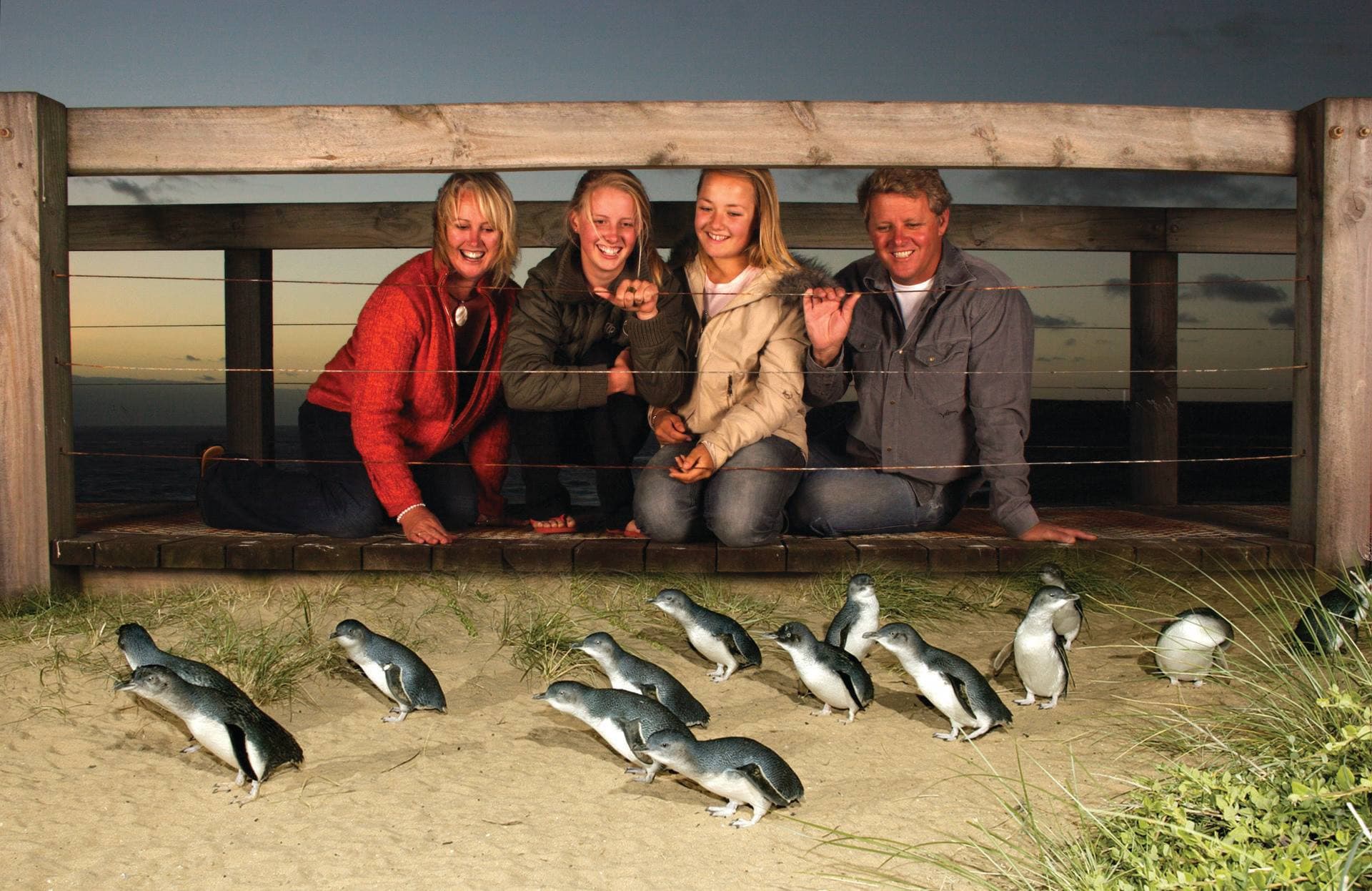 Phillip Island Nature Parks - Three-Park Pass - تصویر 4