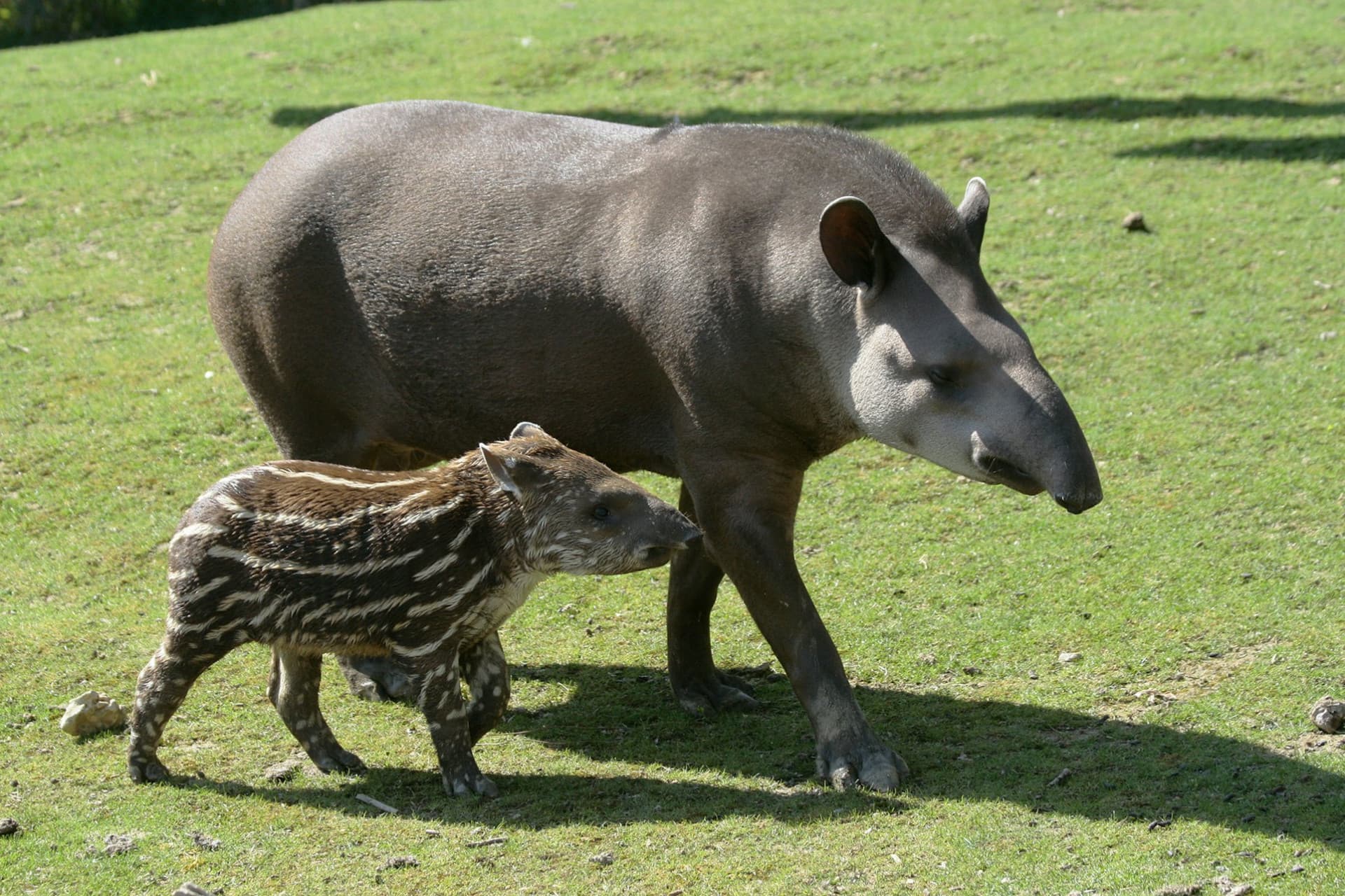 ZooParc de Beauval Ticket - تصویر 9