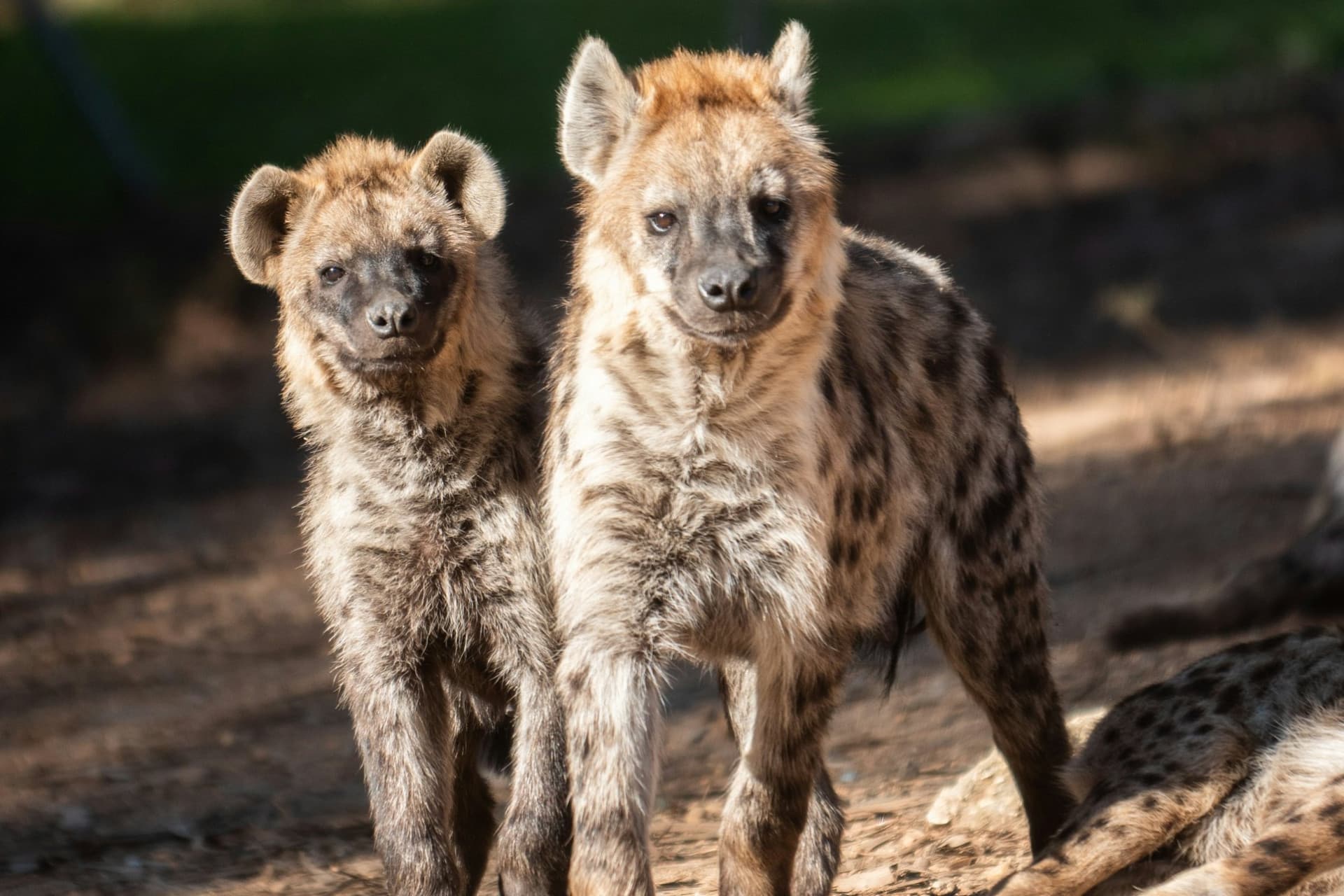 Zoo Santo Inácio Ticket - تصویر 16