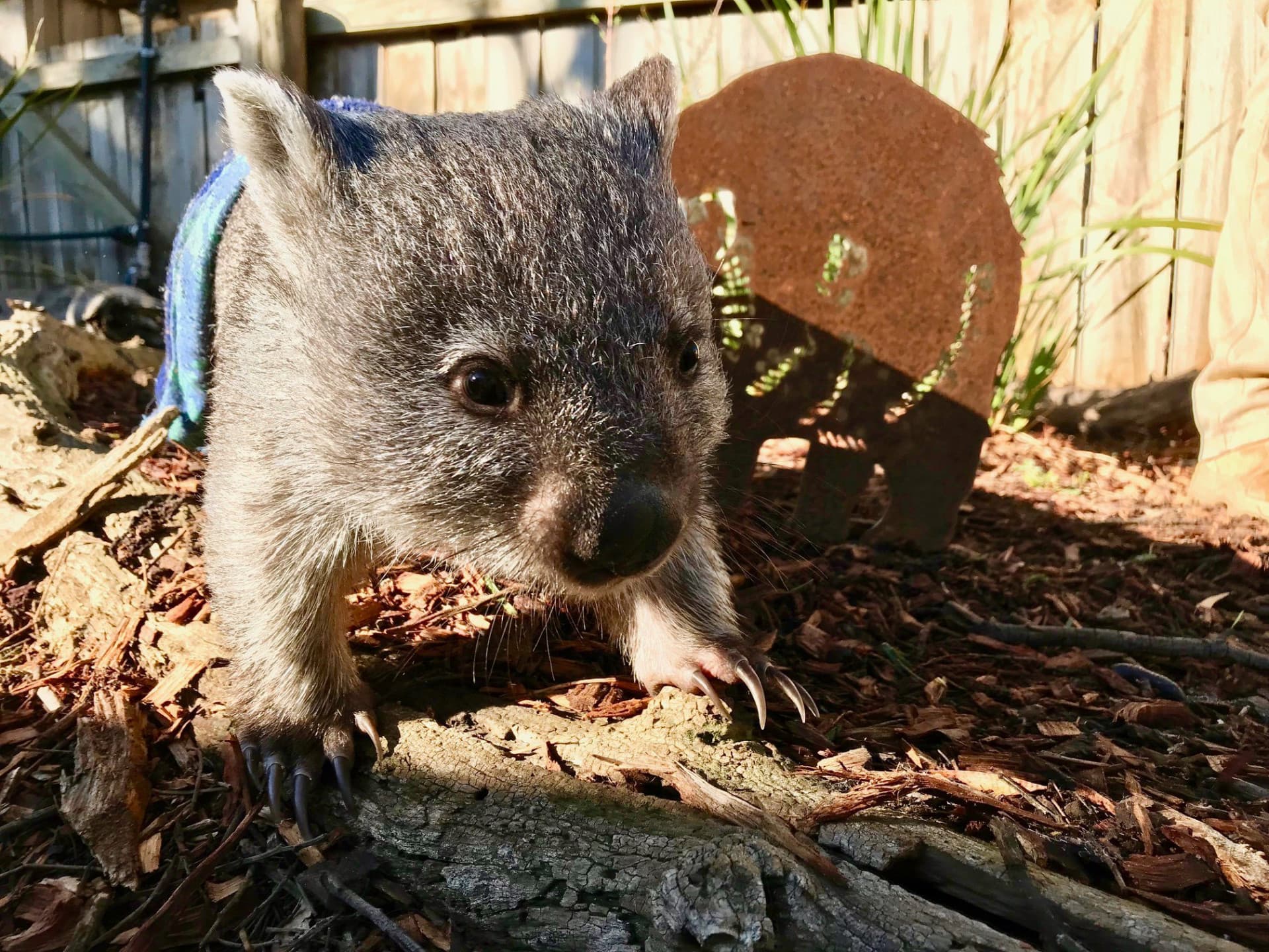 Bonorong Wildlife Sanctuary and Hobart City Tour - تصویر 20