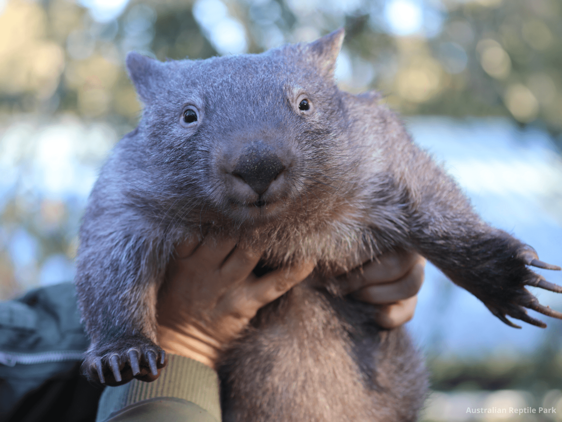 Australian Reptile Park - تصویر 50