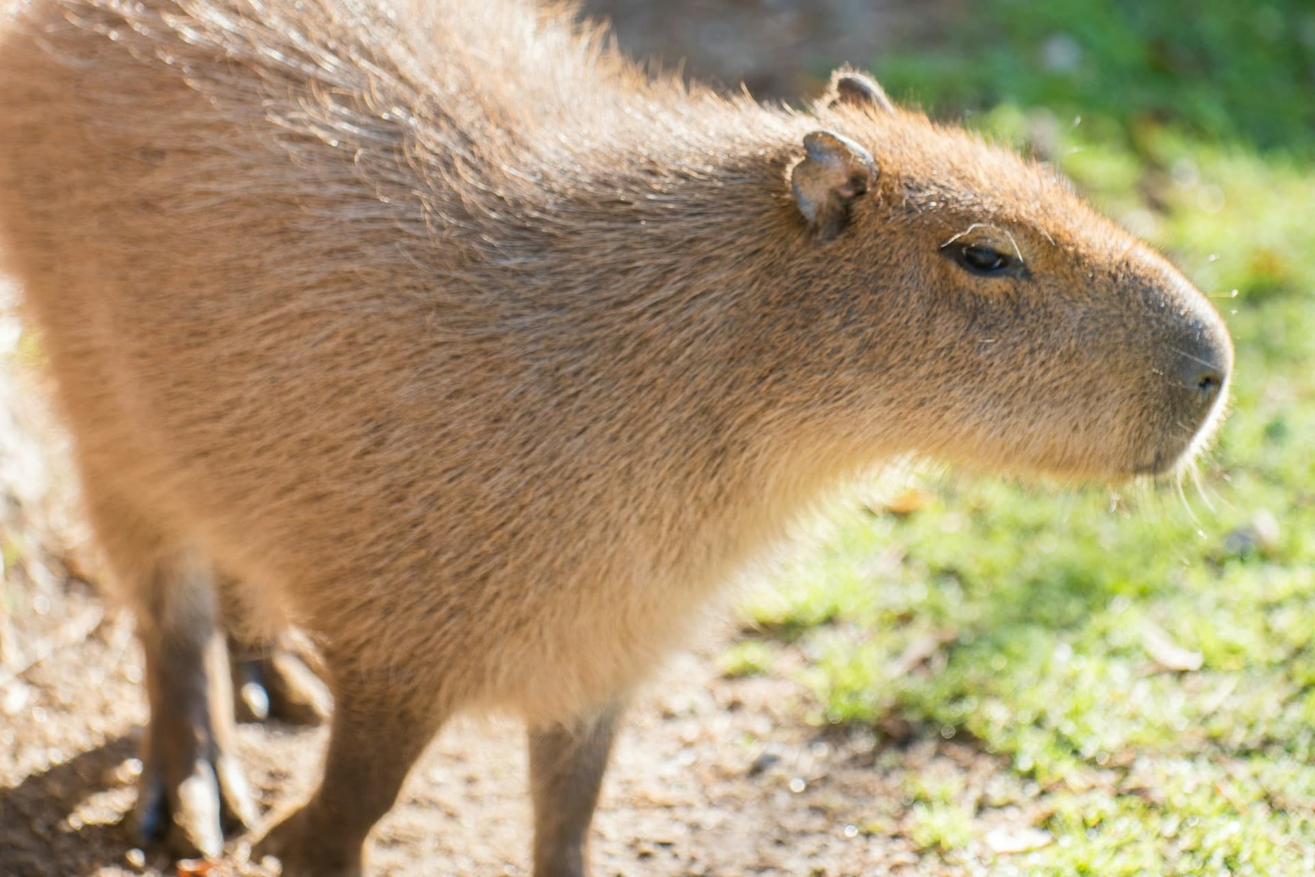 Zoo Santo Inácio Ticket - تصویر 12