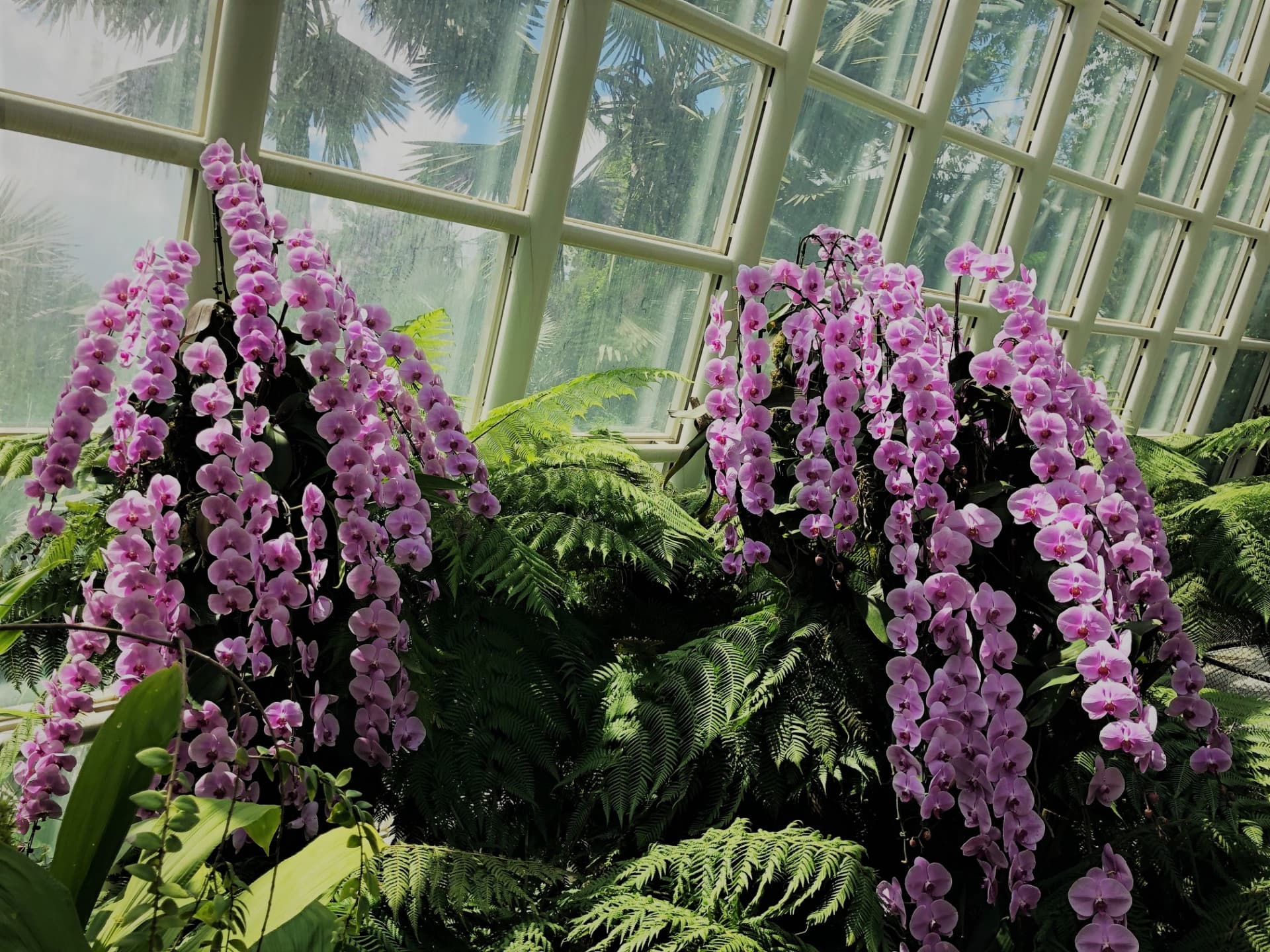 National Orchid Garden Ticket - تصویر 10
