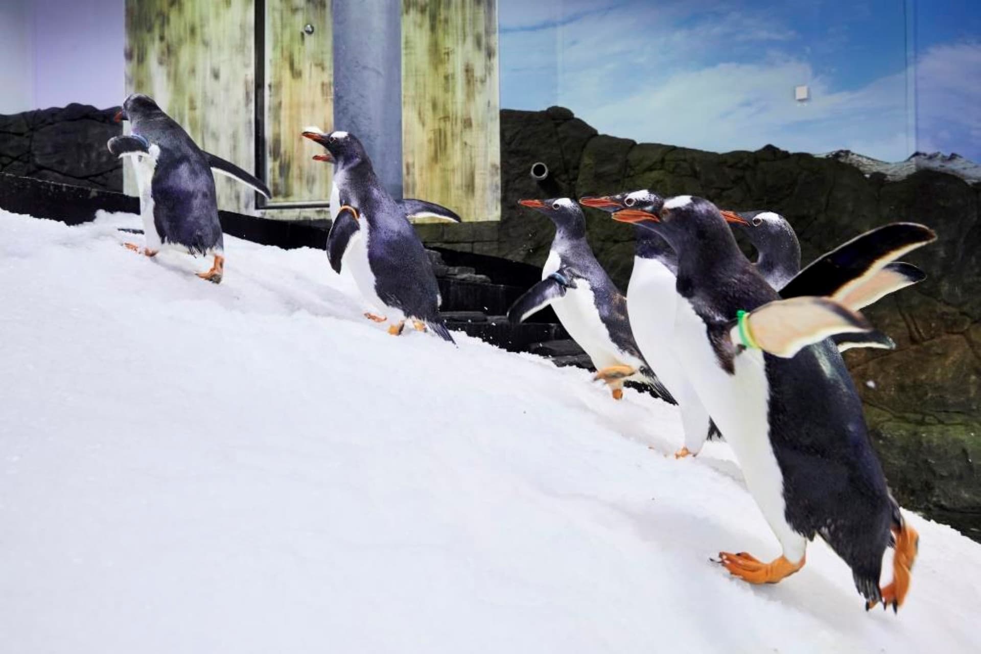 SEA LIFE Sydney Aquarium Direct Entry Ticket - تصویر 15