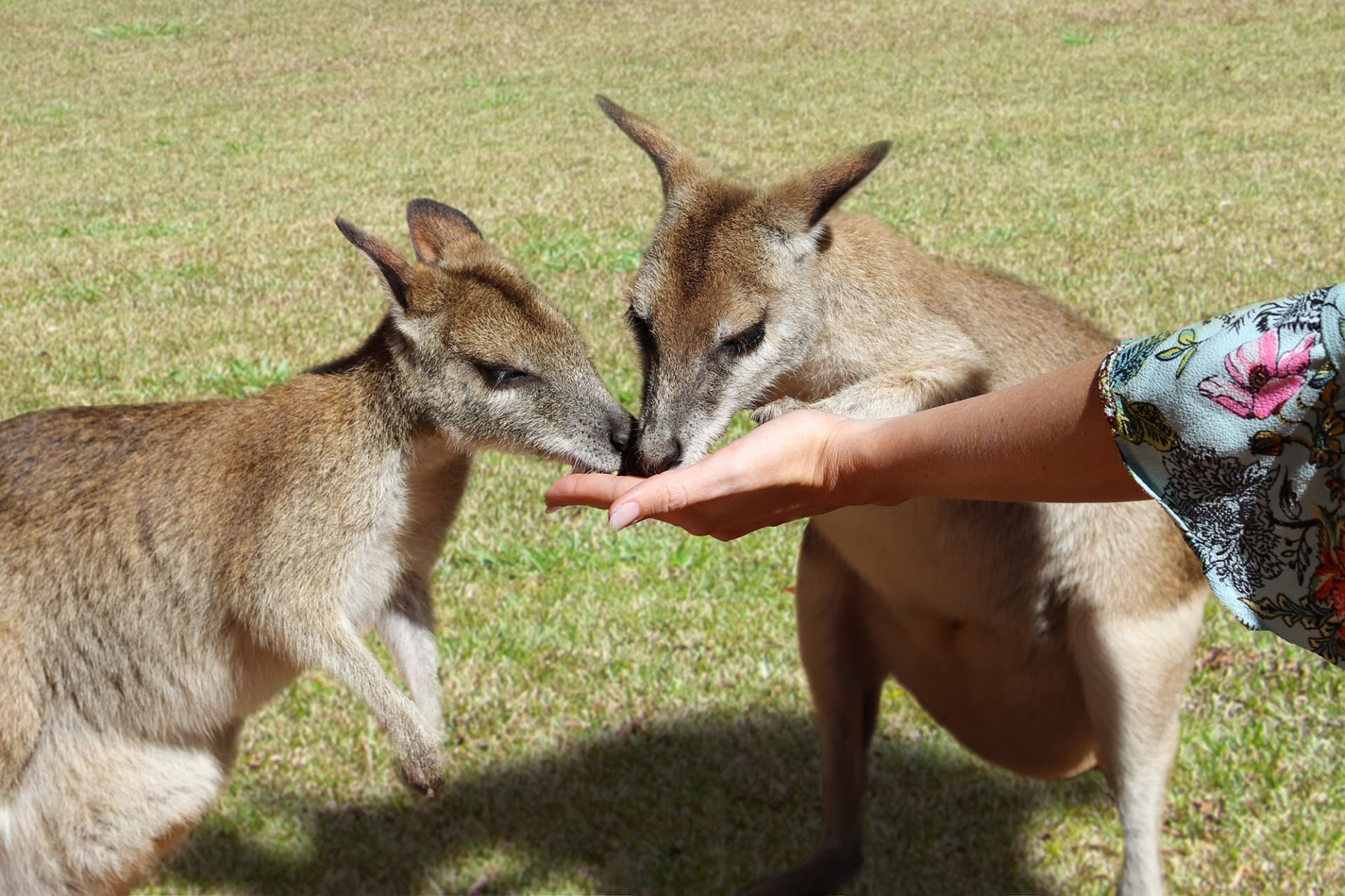 Kuranda Rainforestation Nature Park Full-Day Tour from Cairns - تصویر 13