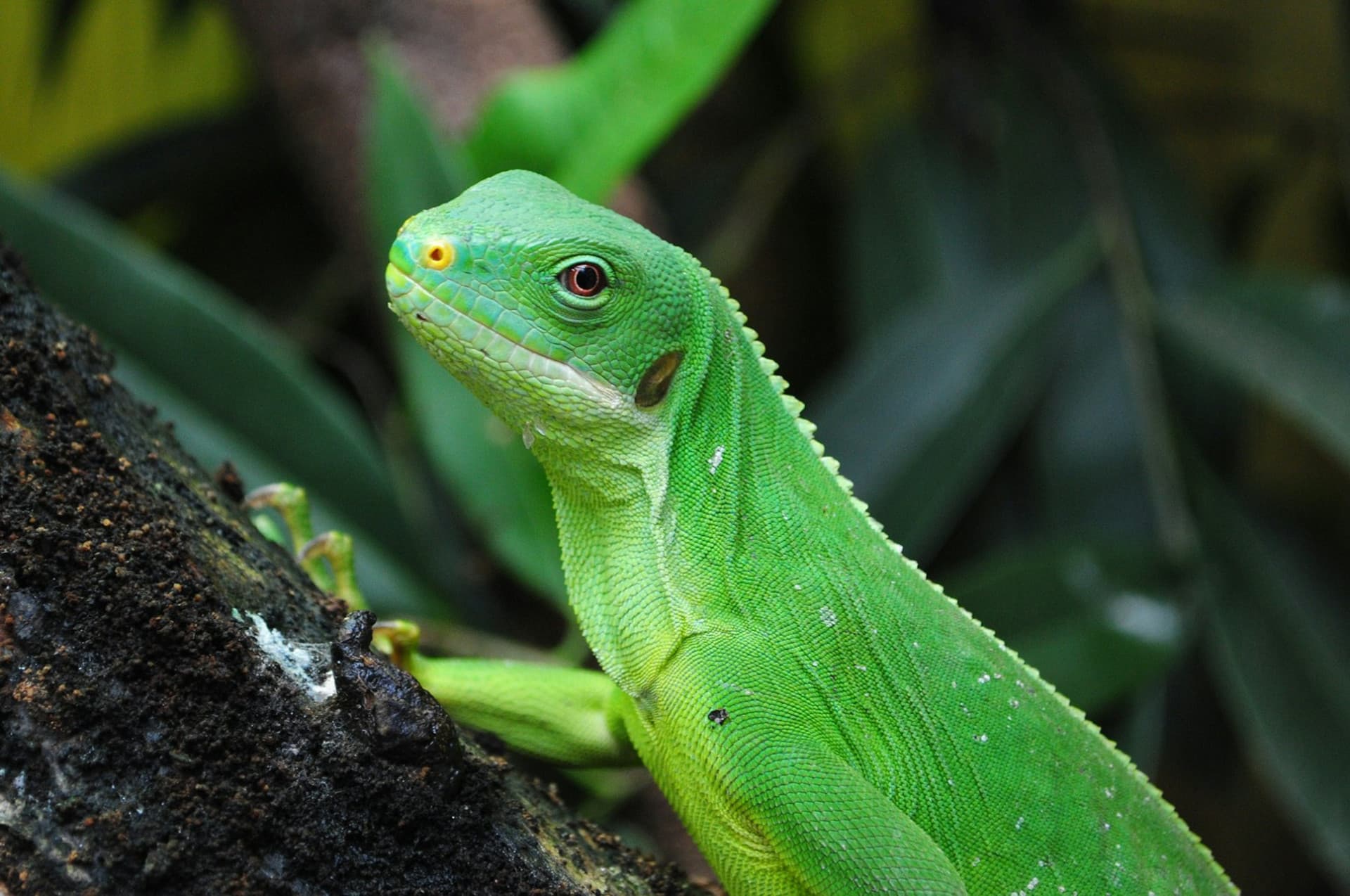 ZooParc de Beauval Ticket - تصویر 11