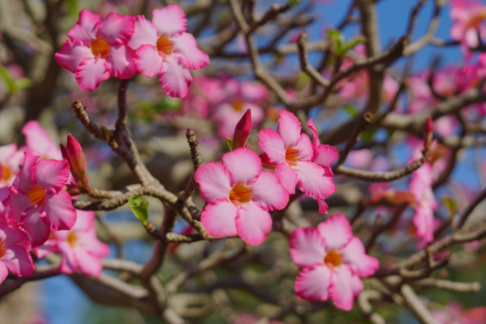 Nong Nooch Tropical Garden Ticket - تصویر 8