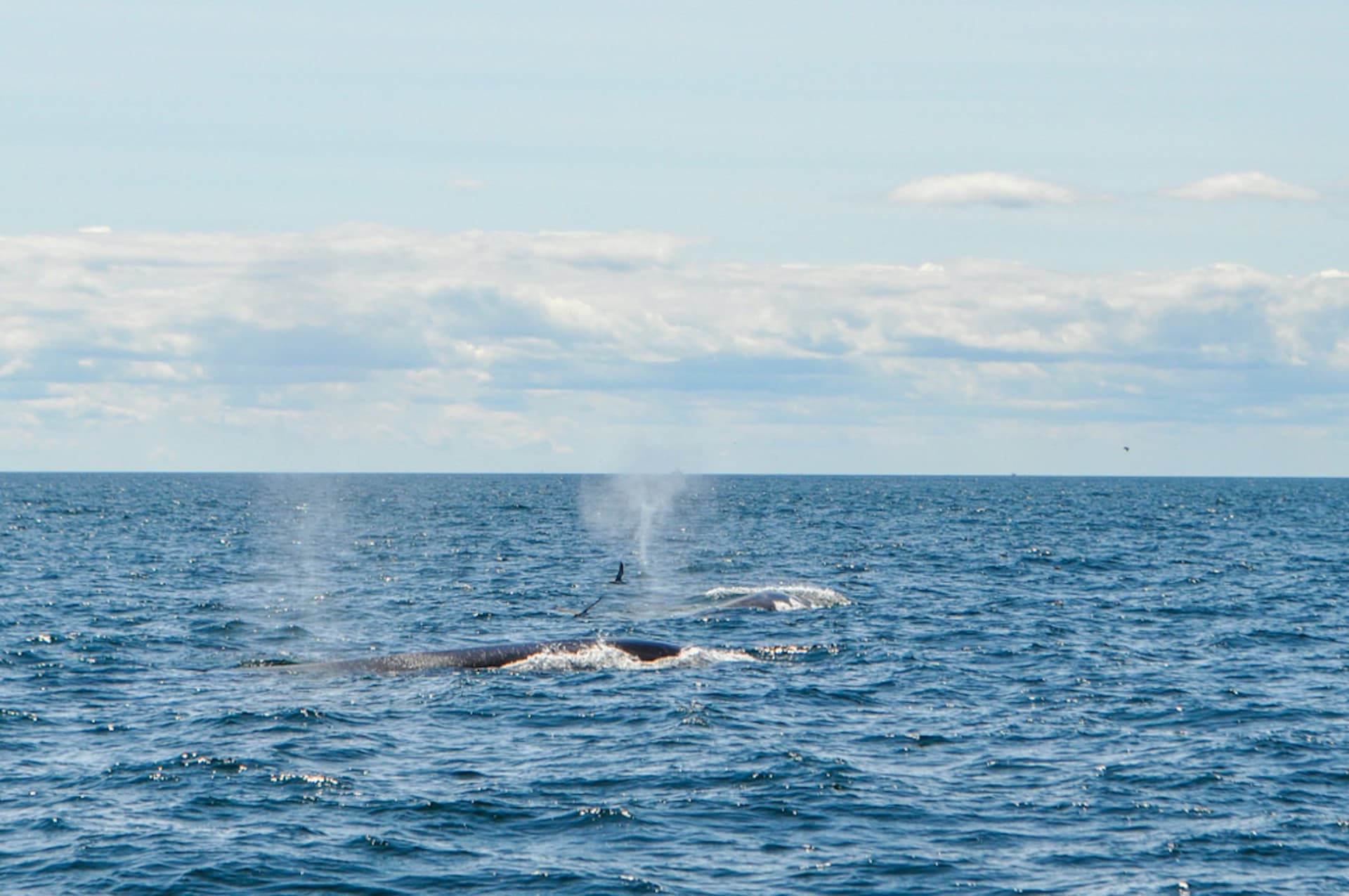 Boston Harbor Whale Watch Cruise - تصویر اصلی