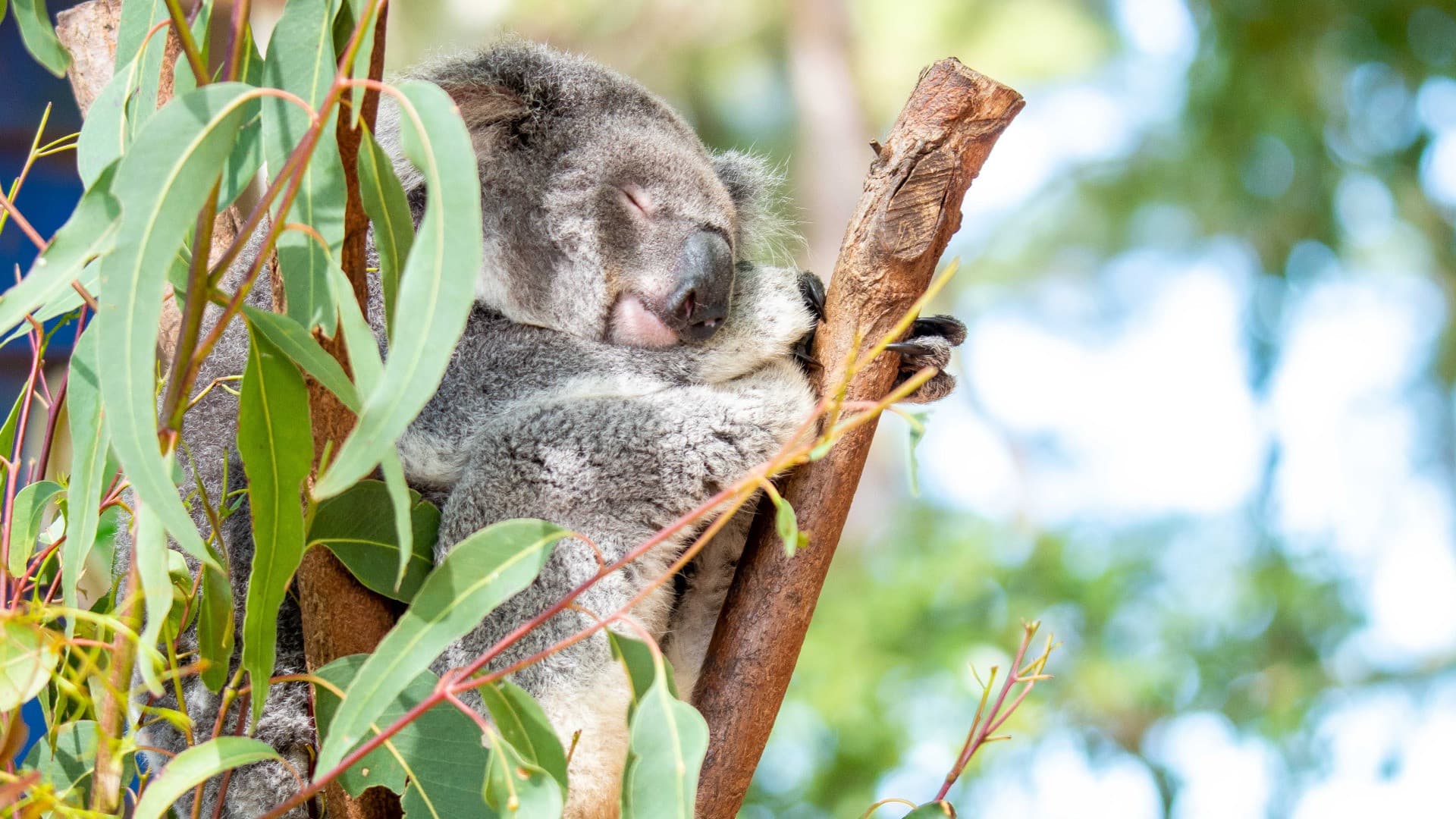 Dreamworld, WhiteWater World, and SkyPoint Gold Coast Multi-day Ticket - تصویر 4