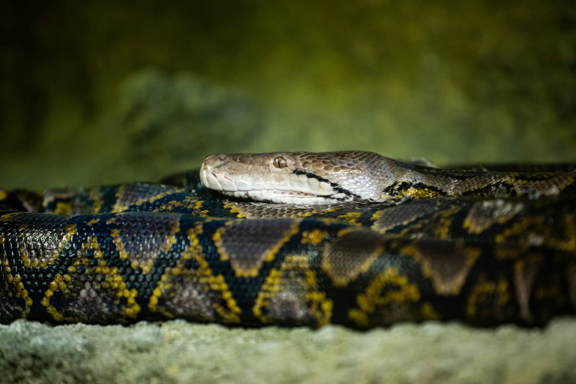 Zoo Santo Inácio Ticket - تصویر 15