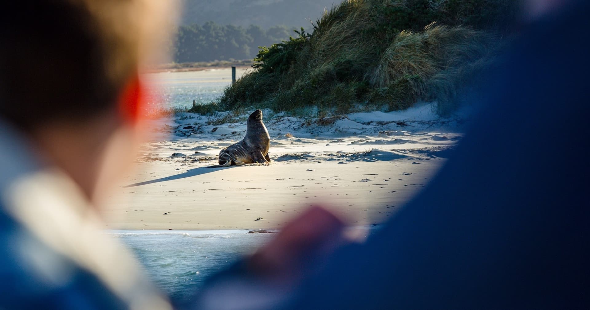 Monarch Wildlife Cruise and Peninsula Encounter Tour - تصویر 9