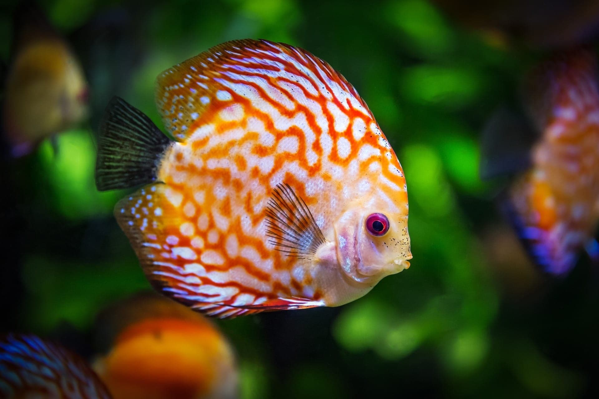 Key West: 3hr Snorkeling Experience with Unlimited Drinks - تصویر 7