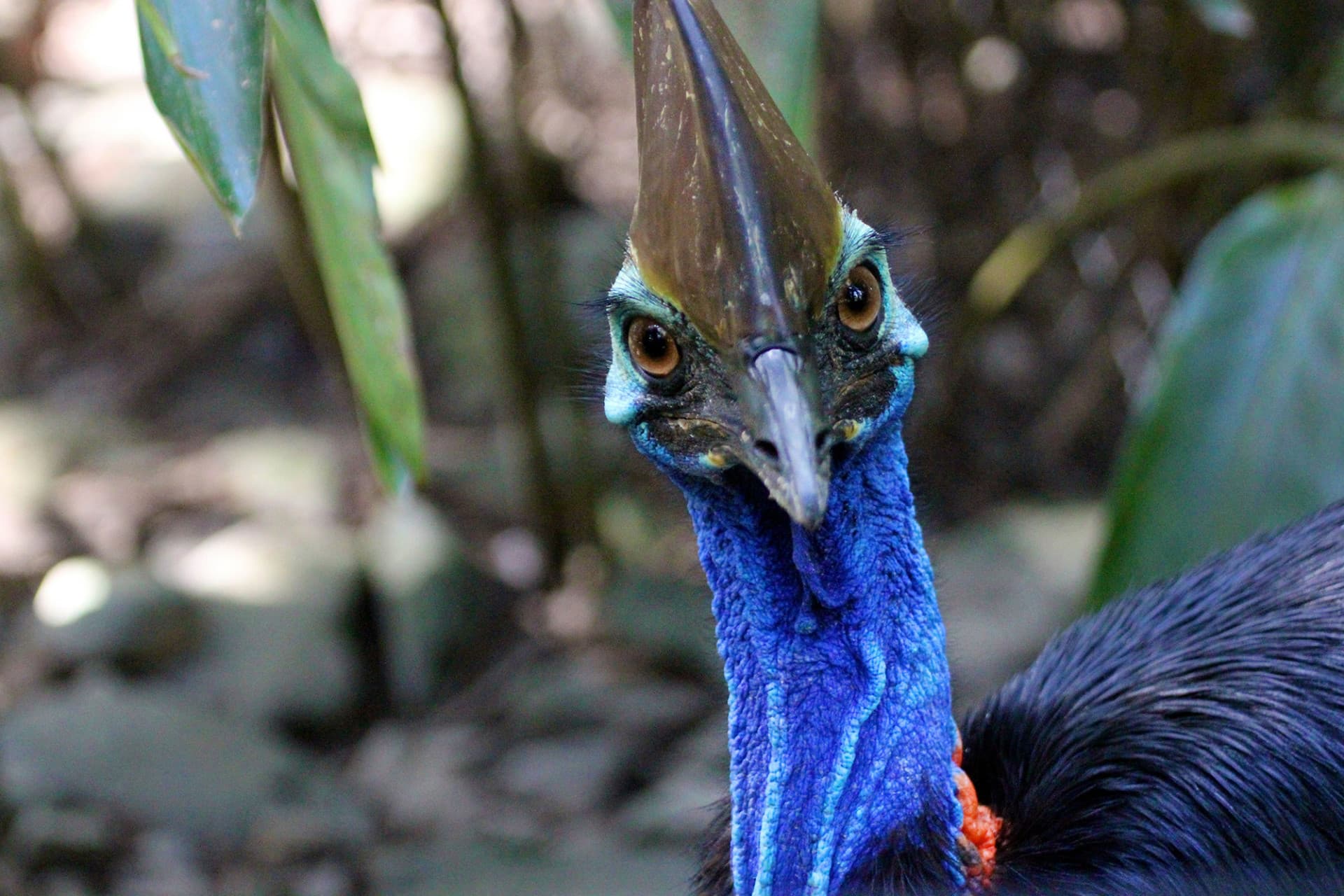 Cape Tribulation and Daintree Wilderness Full-Day Tour - تصویر 6