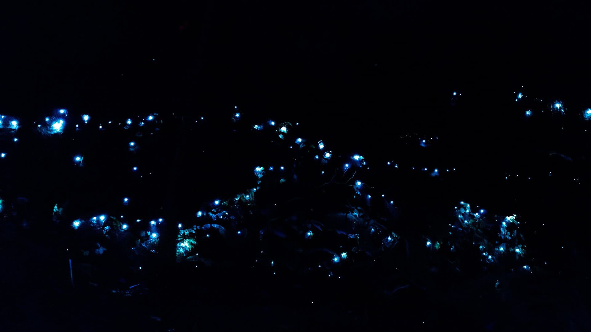 Guided Evening Rainforest Walk and Glow Worms Experience from Gold Coast - تصویر 10