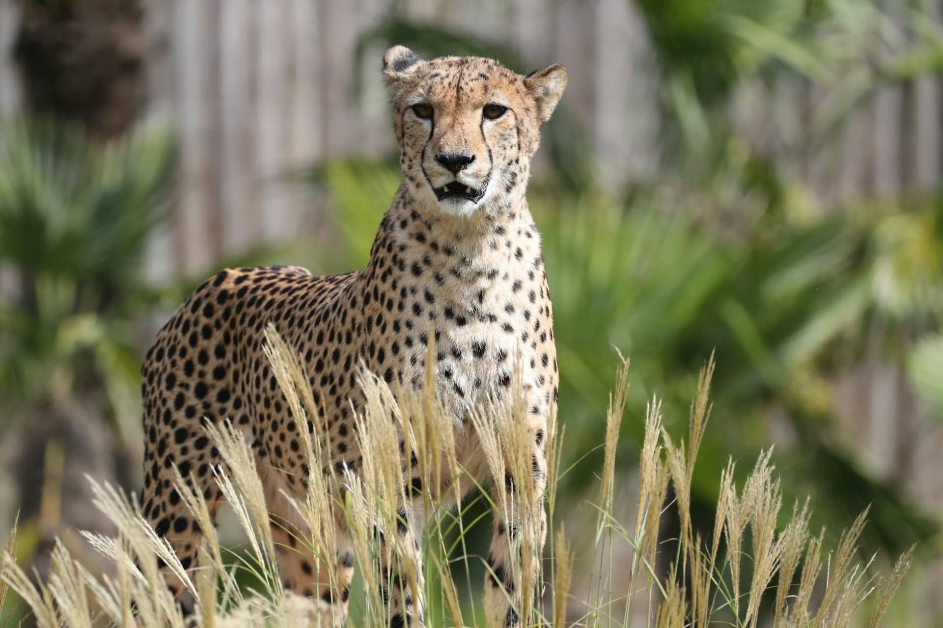 ZooParc de Beauval Ticket - تصویر 10