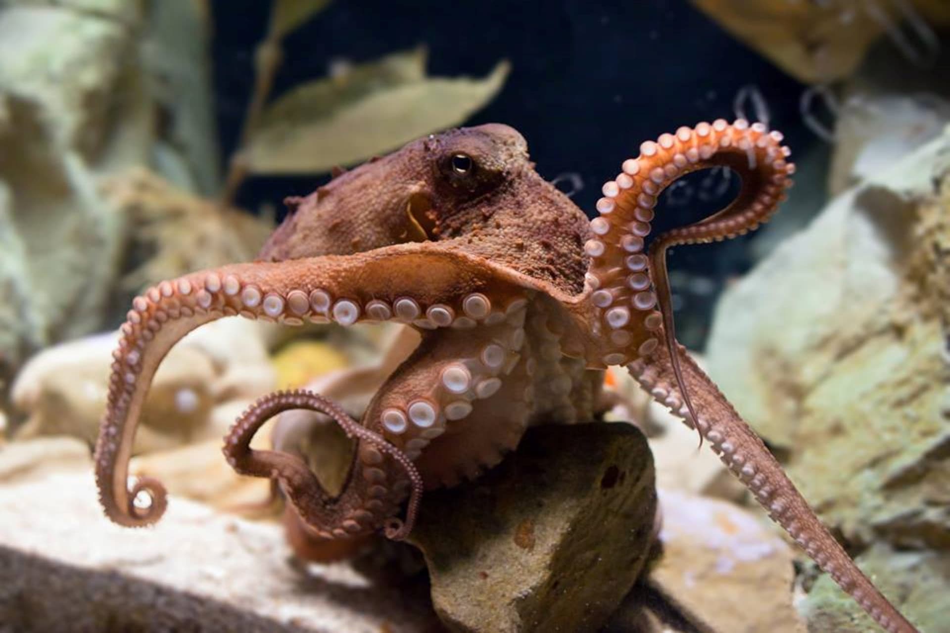 SEA LIFE Sydney Aquarium Direct Entry Ticket - تصویر 13
