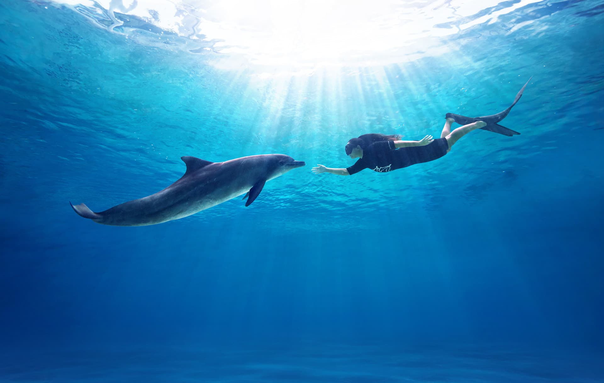 Dolphin Experiences at Marine Mammal Habitat Sentosa - تصویر اصلی