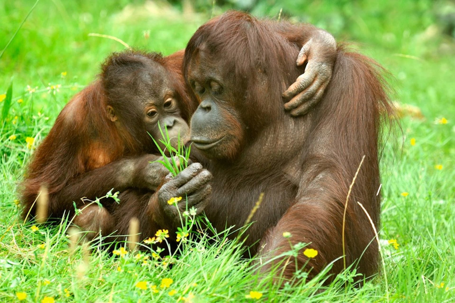 Cologne Zoo & Aquarium Ticket - تصویر اصلی