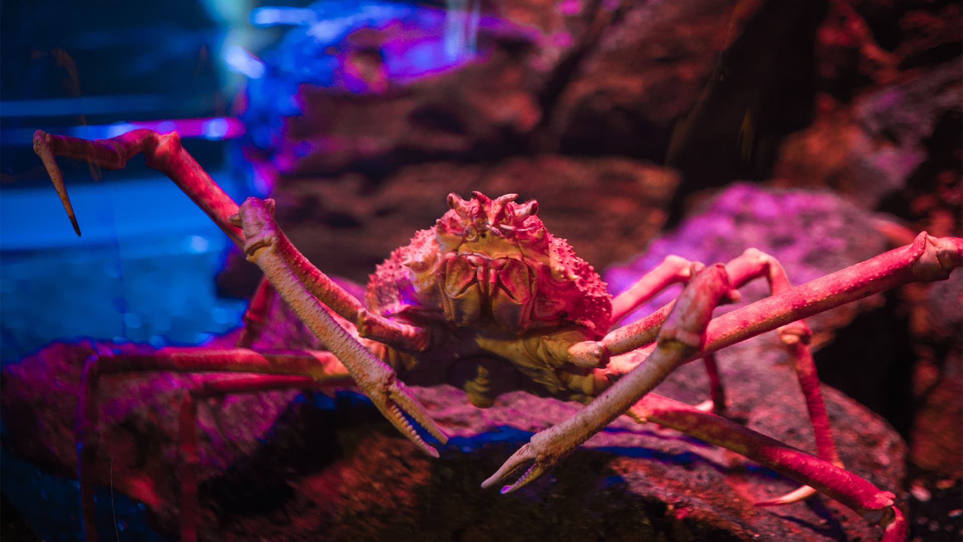 COMBO: SEA LIFE Bangkok Ocean World + Madame Tussauds Bangkok Tickets - تصویر 4