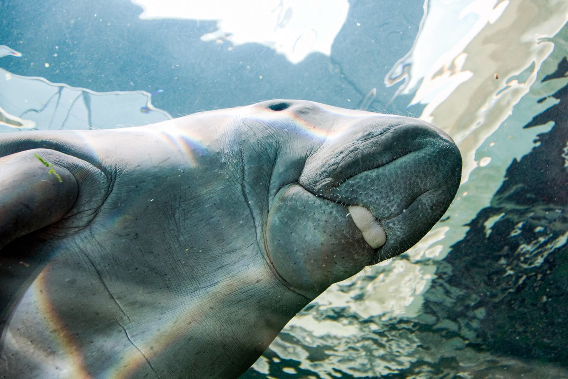 SEA LIFE Sydney Aquarium Direct Entry Ticket - تصویر 10