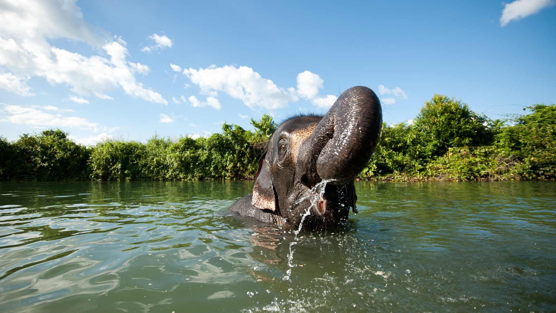 Elephant Jungle Sanctuary Chiang Mai - تصویر 2