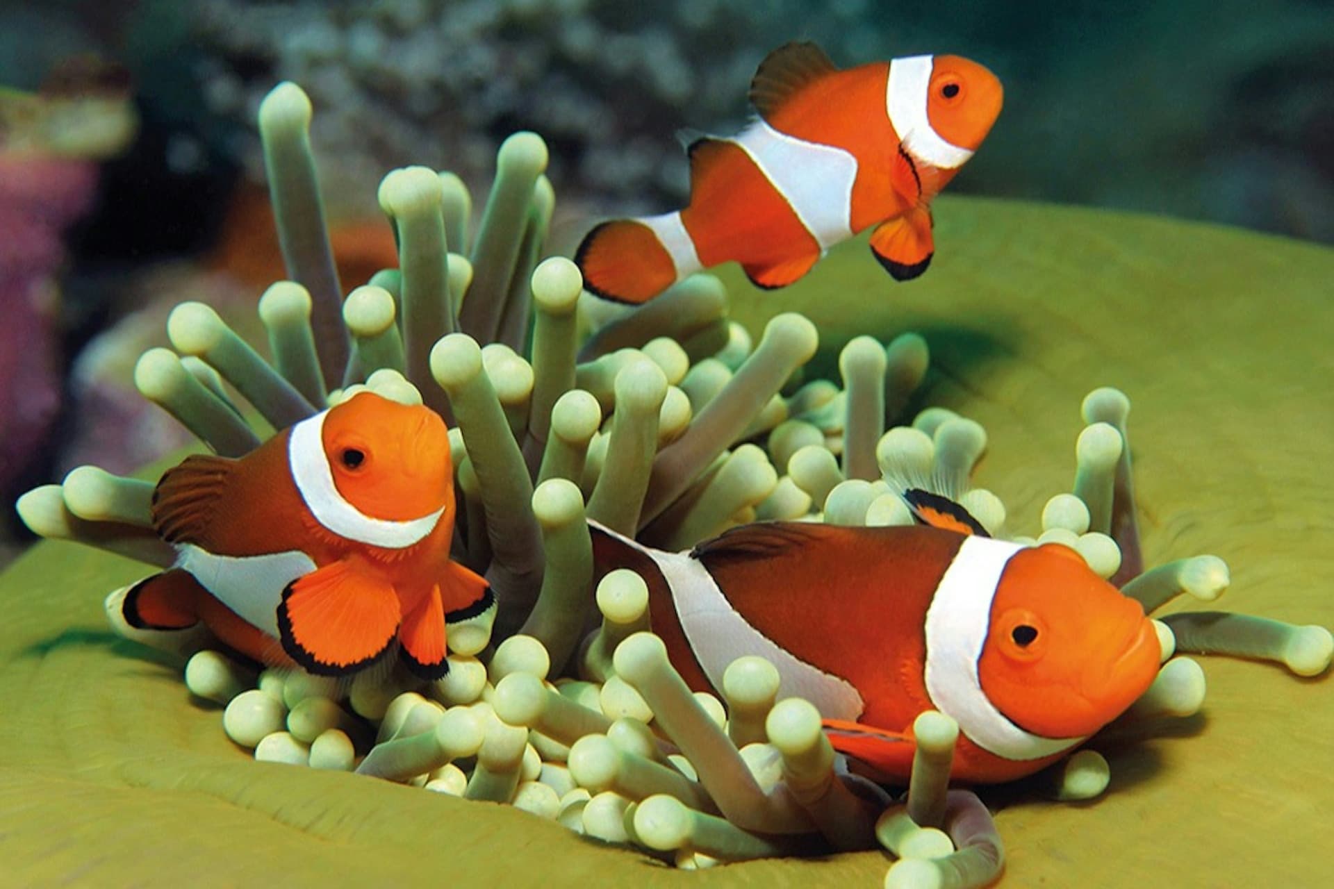 Palma Aquarium: Skip The Line Ticket + Optional 3D Cinema Aquadome - تصویر 16
