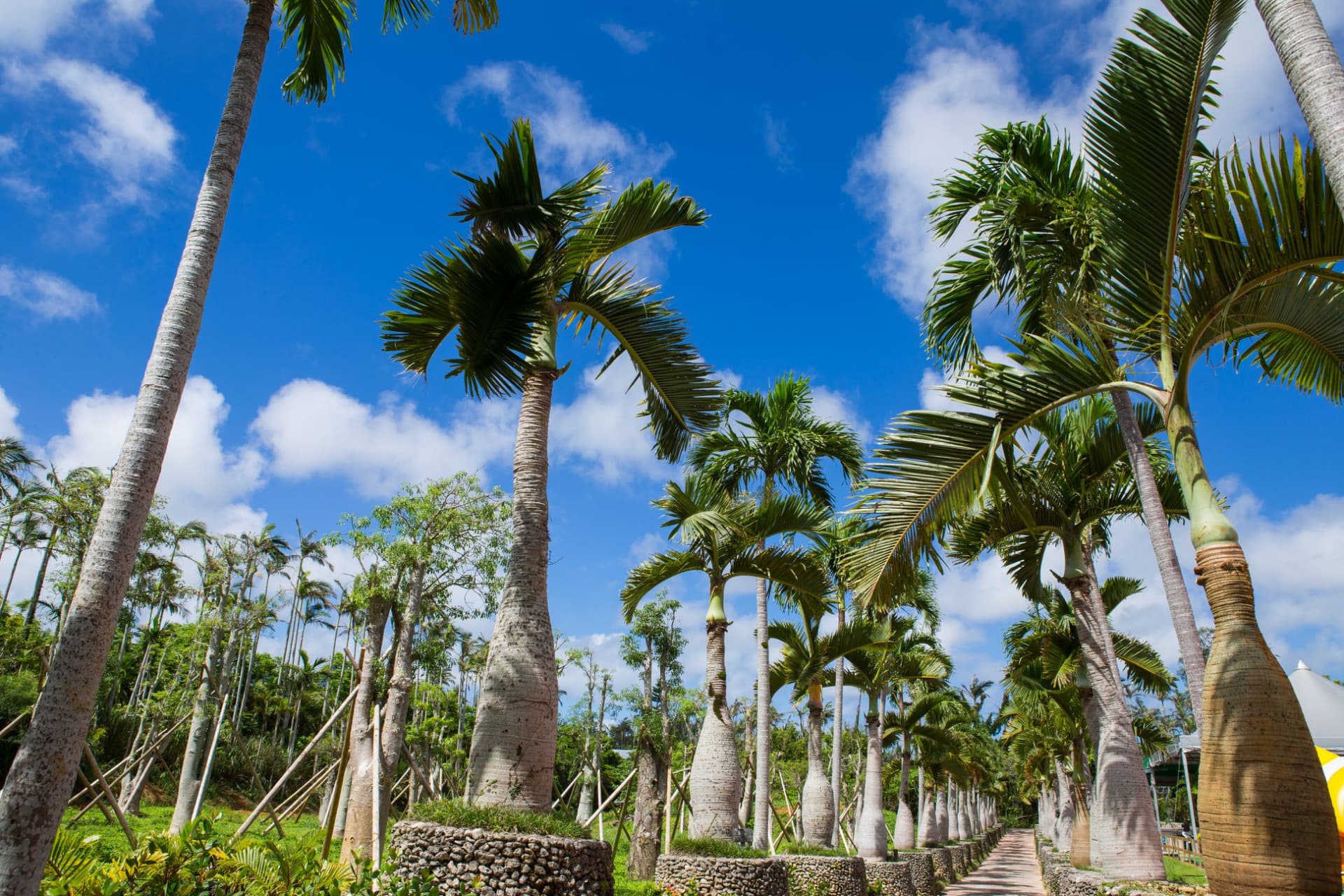 Okinawa Southeast Botanical Gardens - تصویر 6