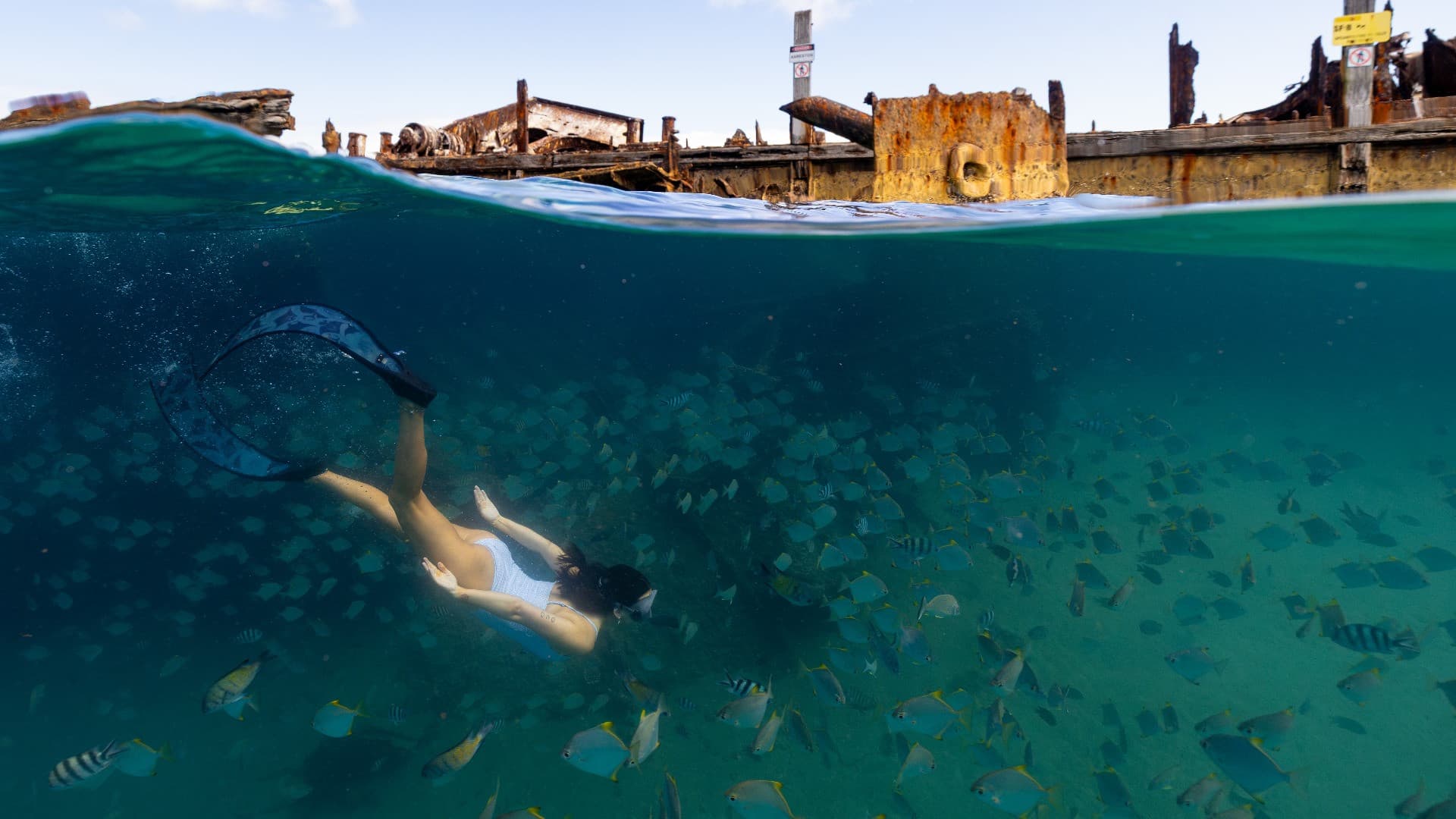 Tangalooma Wrecks & Dolphin Cruise Optional Round transfer from Brisbane City and Gold Coast - تصویر 11