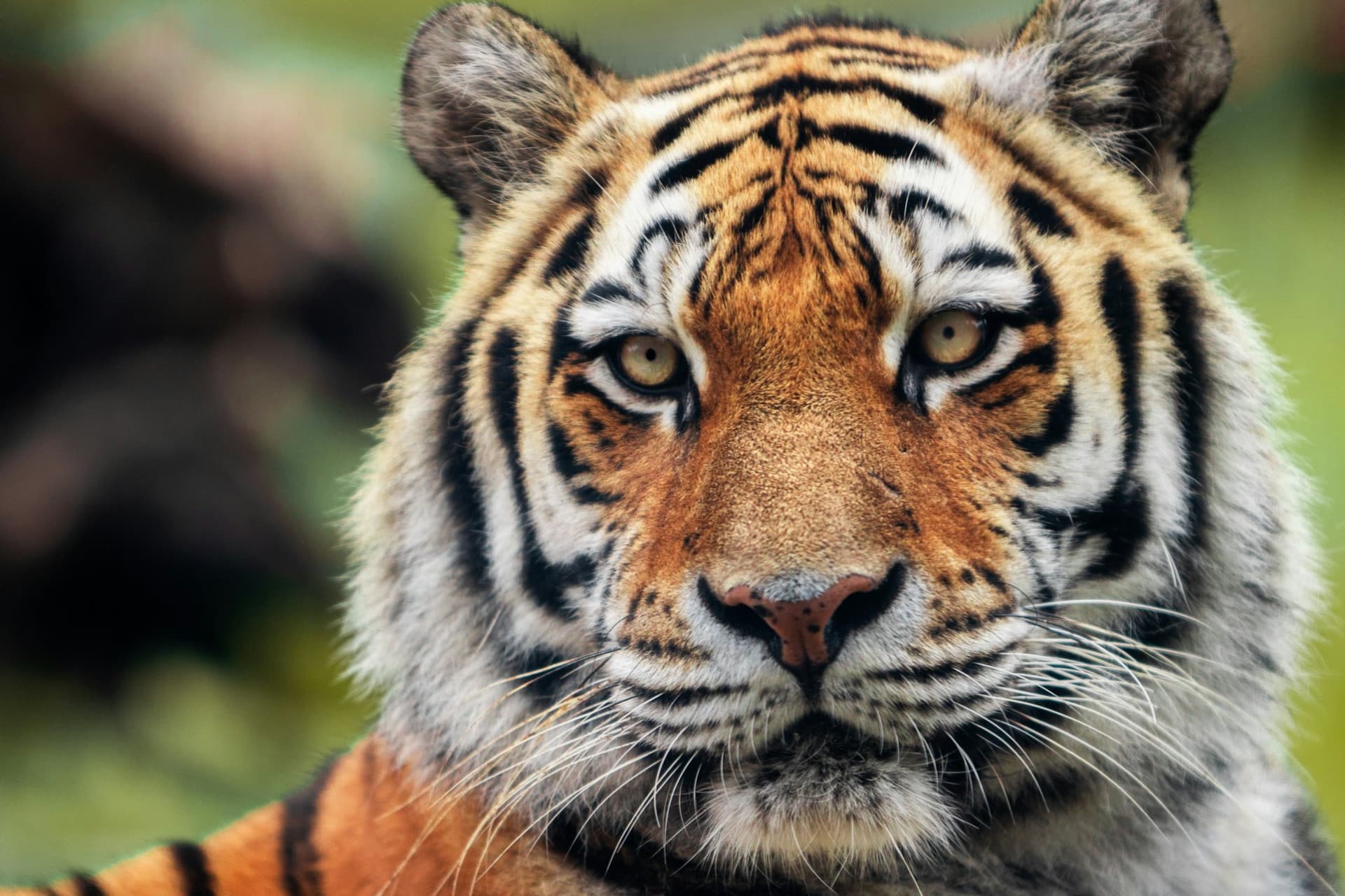 Zoo Santo Inácio Ticket - تصویر 4