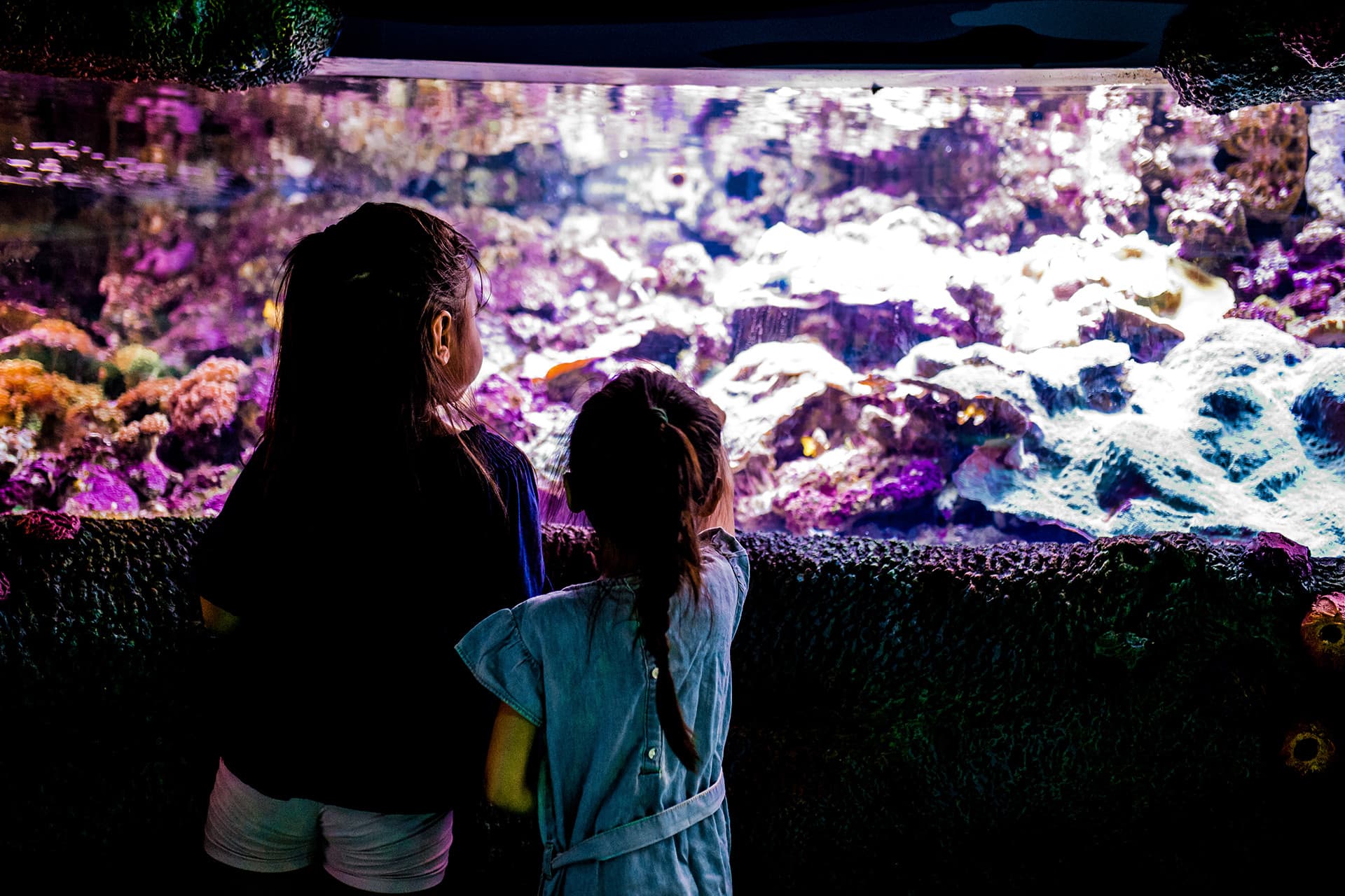 SEA LIFE Sydney Aquarium Direct Entry Ticket - تصویر 4