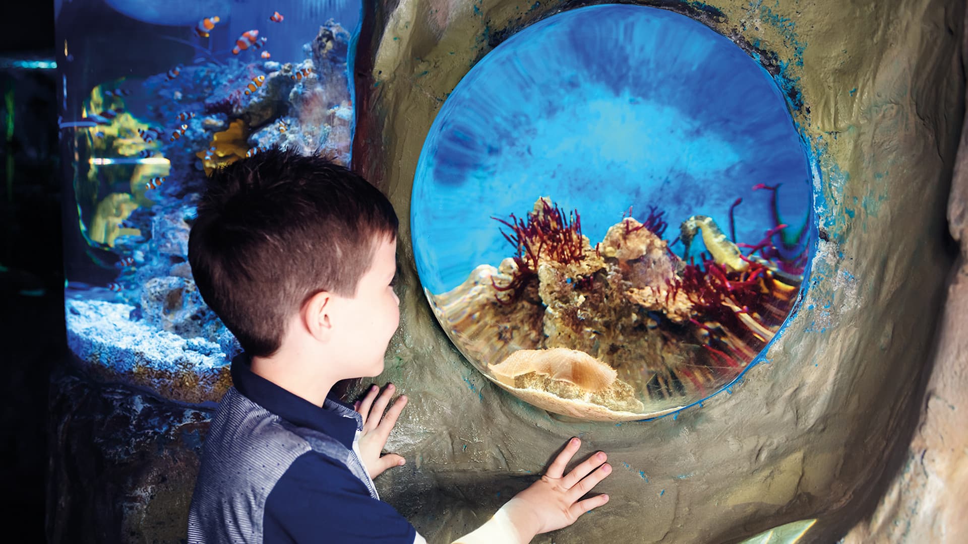 COMBO: London Eye + SEA LIFE London Aquarium Ticket - تصویر 16