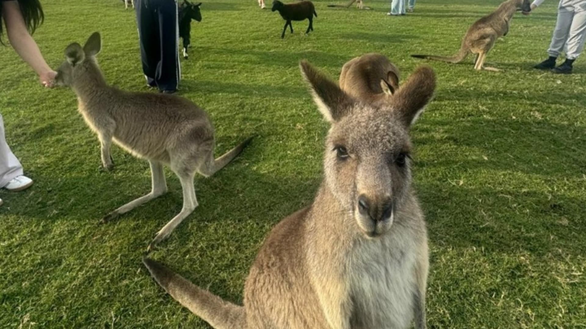 Port Stephens Tour with 4WD Ride and Sandboarding from Sydney - تصویر 7