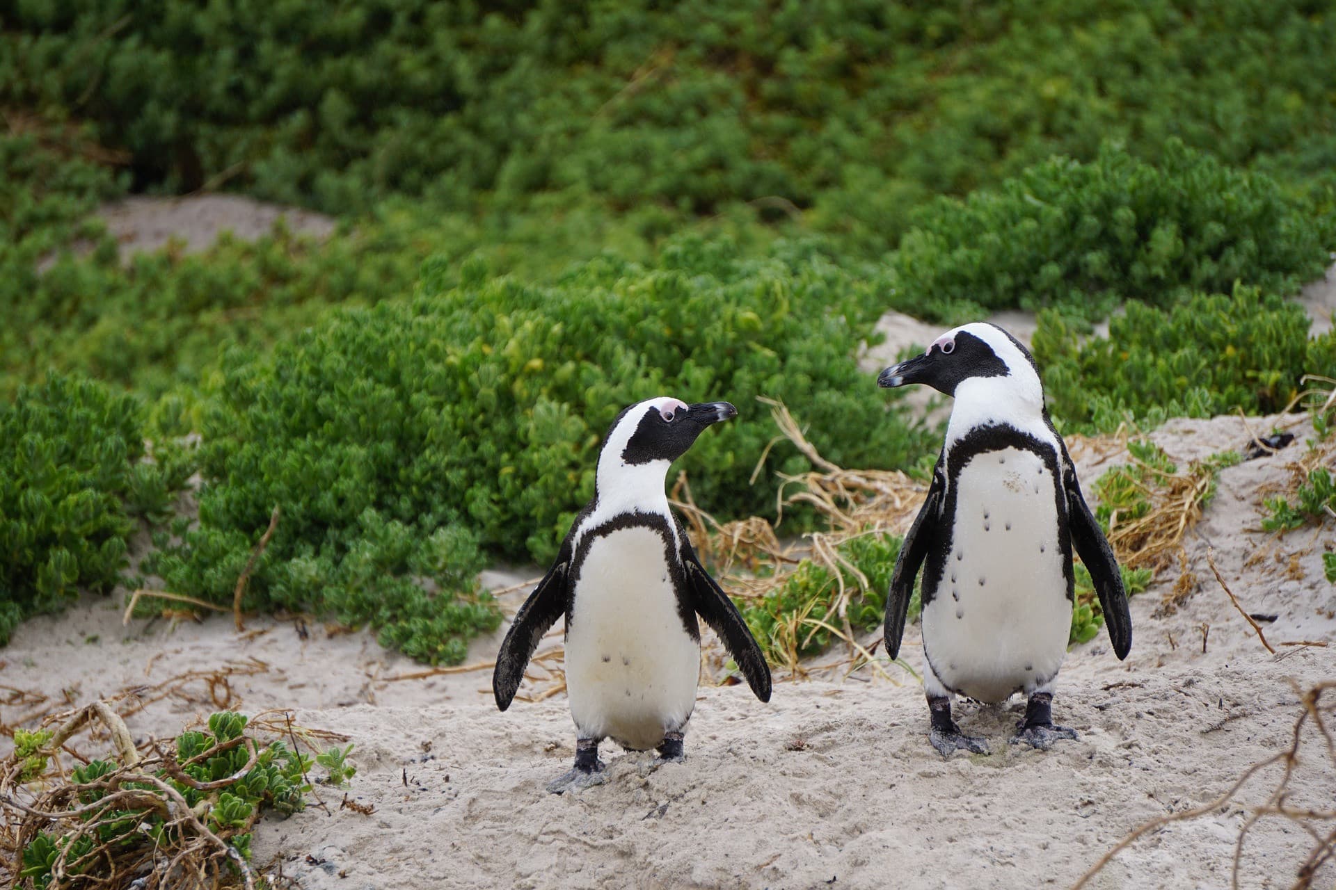 Phillip Island Nature Parks - Penguin Parade Ticket - تصویر 4