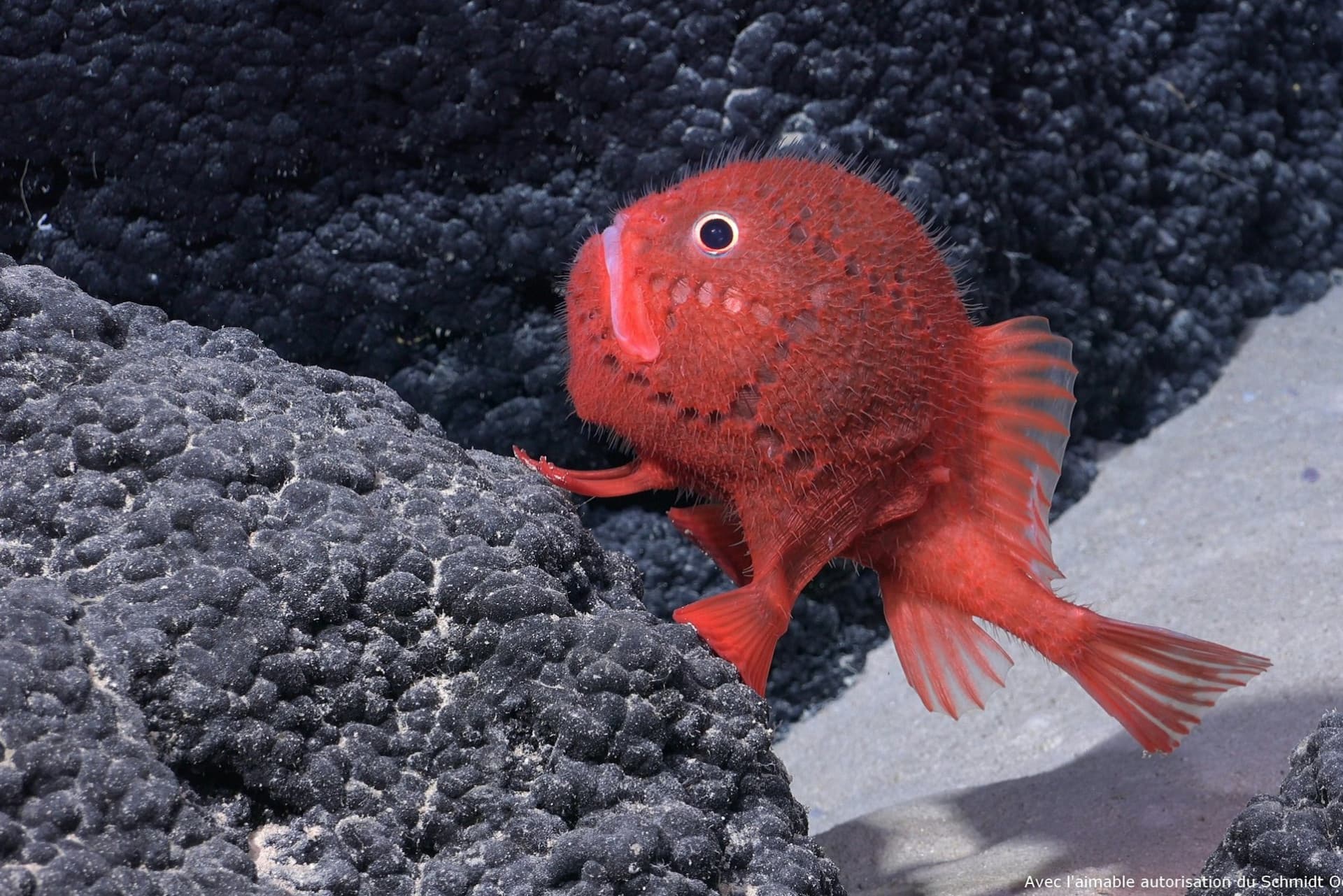 Nausicaa: Skip The Line Ticket - تصویر 11