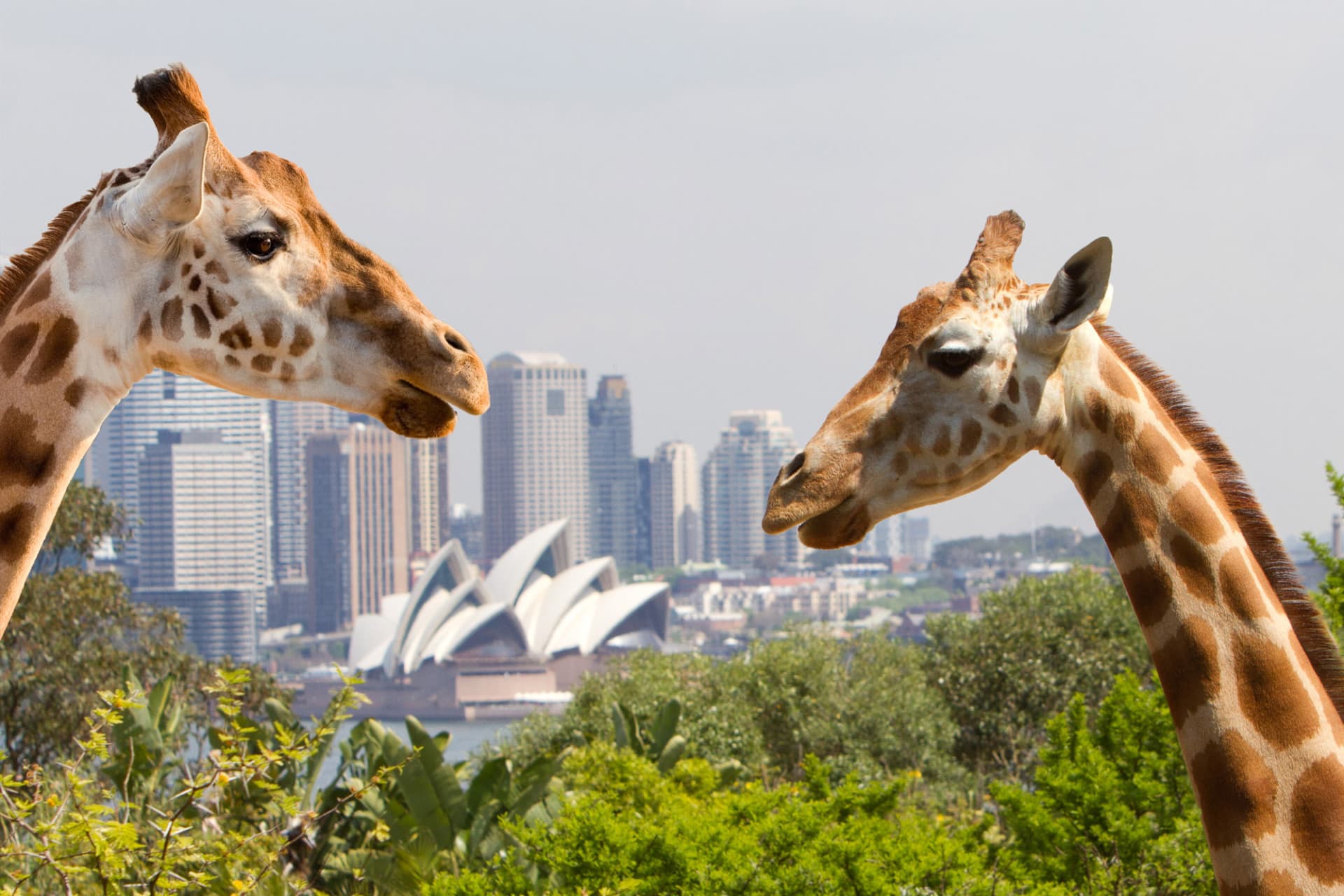 Go City Sydney All-Inclusive Pass: Save up to 50% on Attractions - تصویر 9